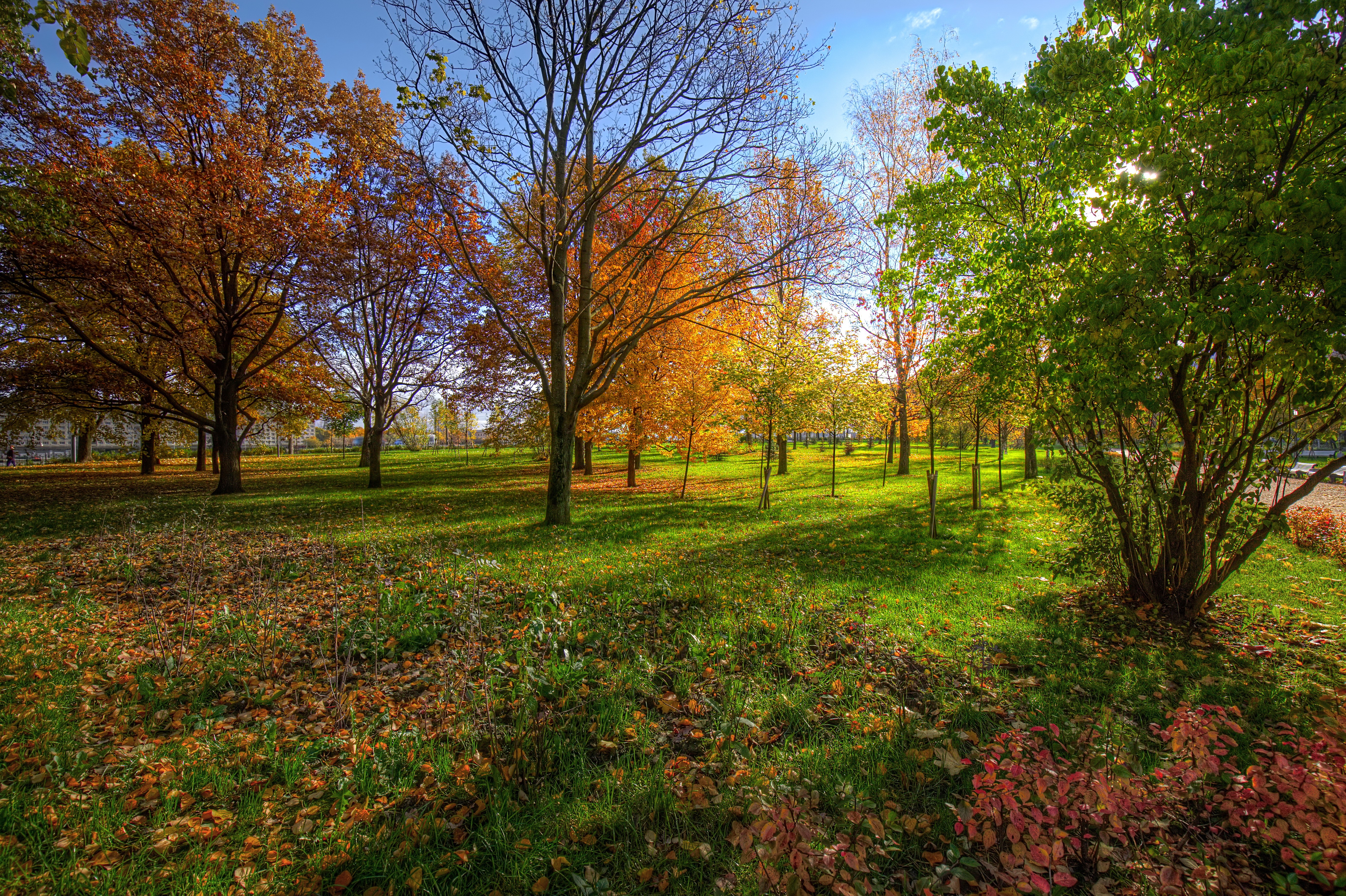 Autumn park in St. Petersburg, Russia HD Wallpaper