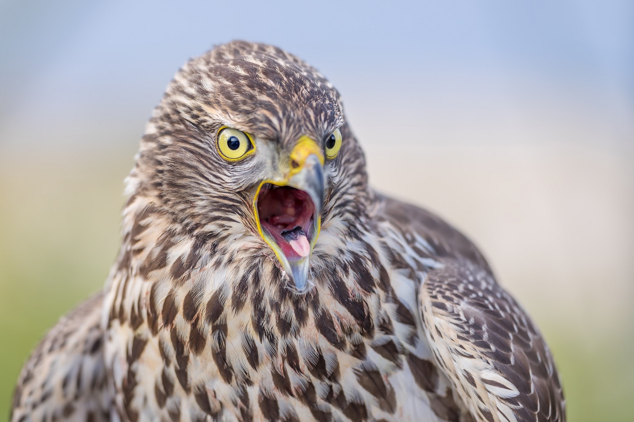 Close-up of a hawk with mouth open HD Wallpaper