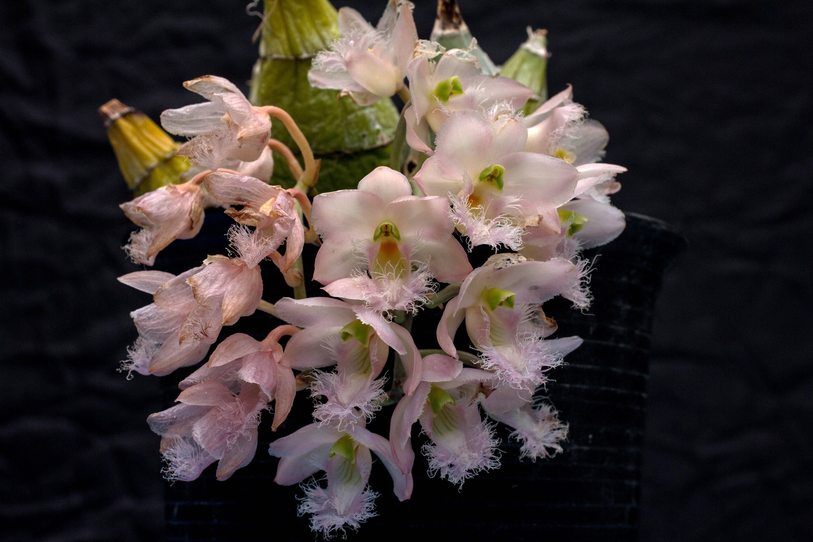 Close-up of a cluster of pink orchids HD Wallpaper