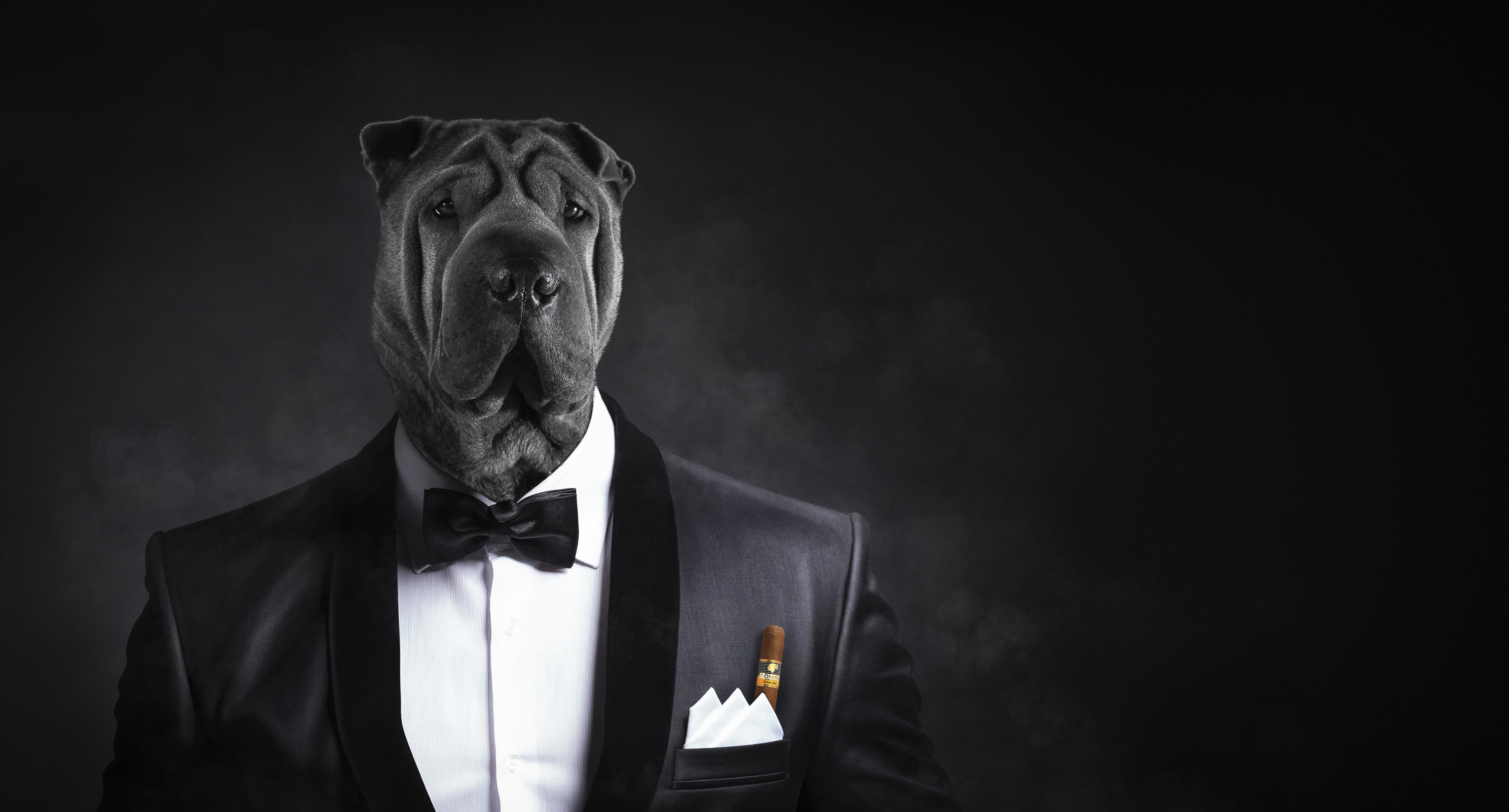 Shar Pei dog in a tuxedo with a cigar HD Wallpaper