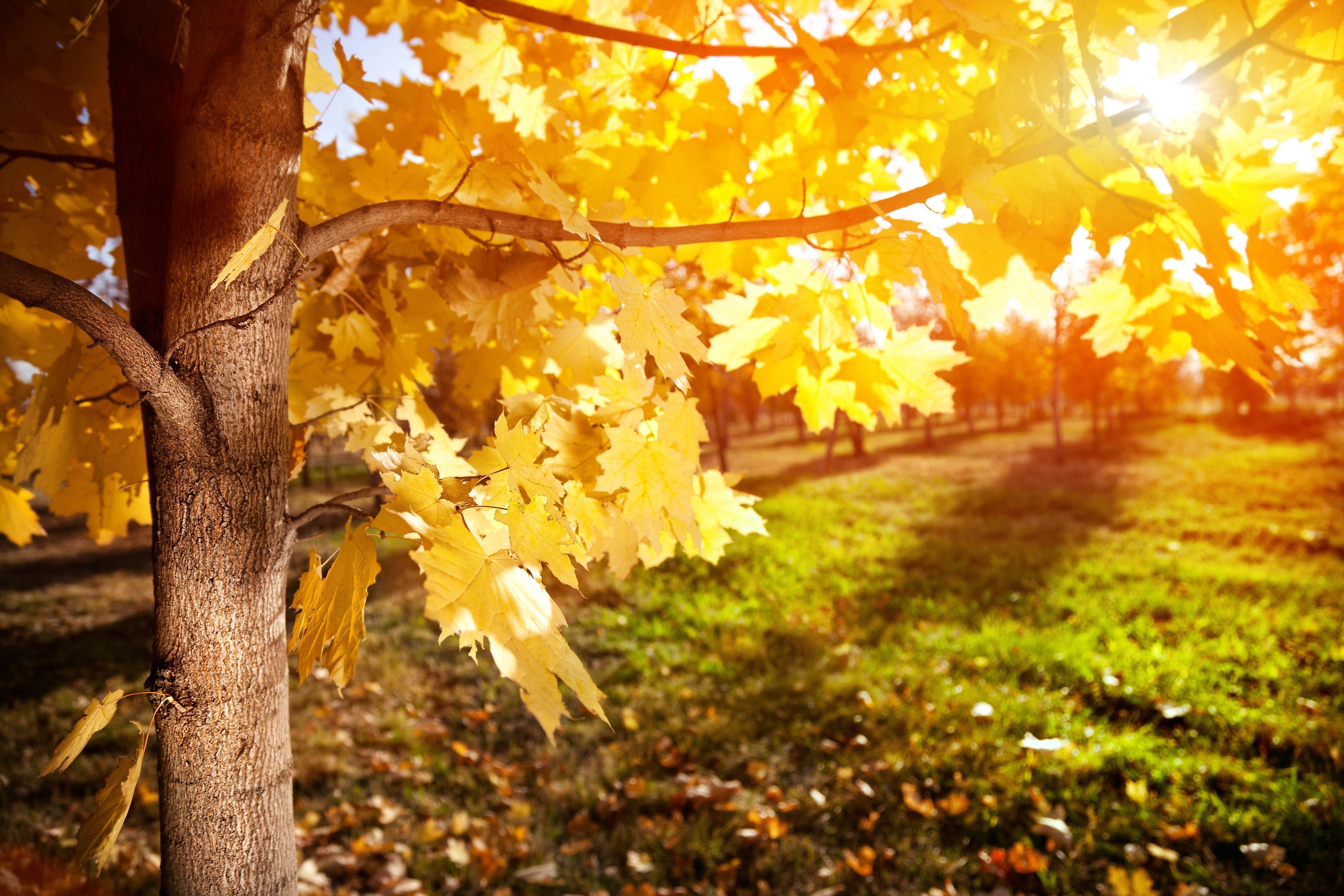 Autumn Maple Tree with Golden Leaves in Sunlight HD Wallpaper