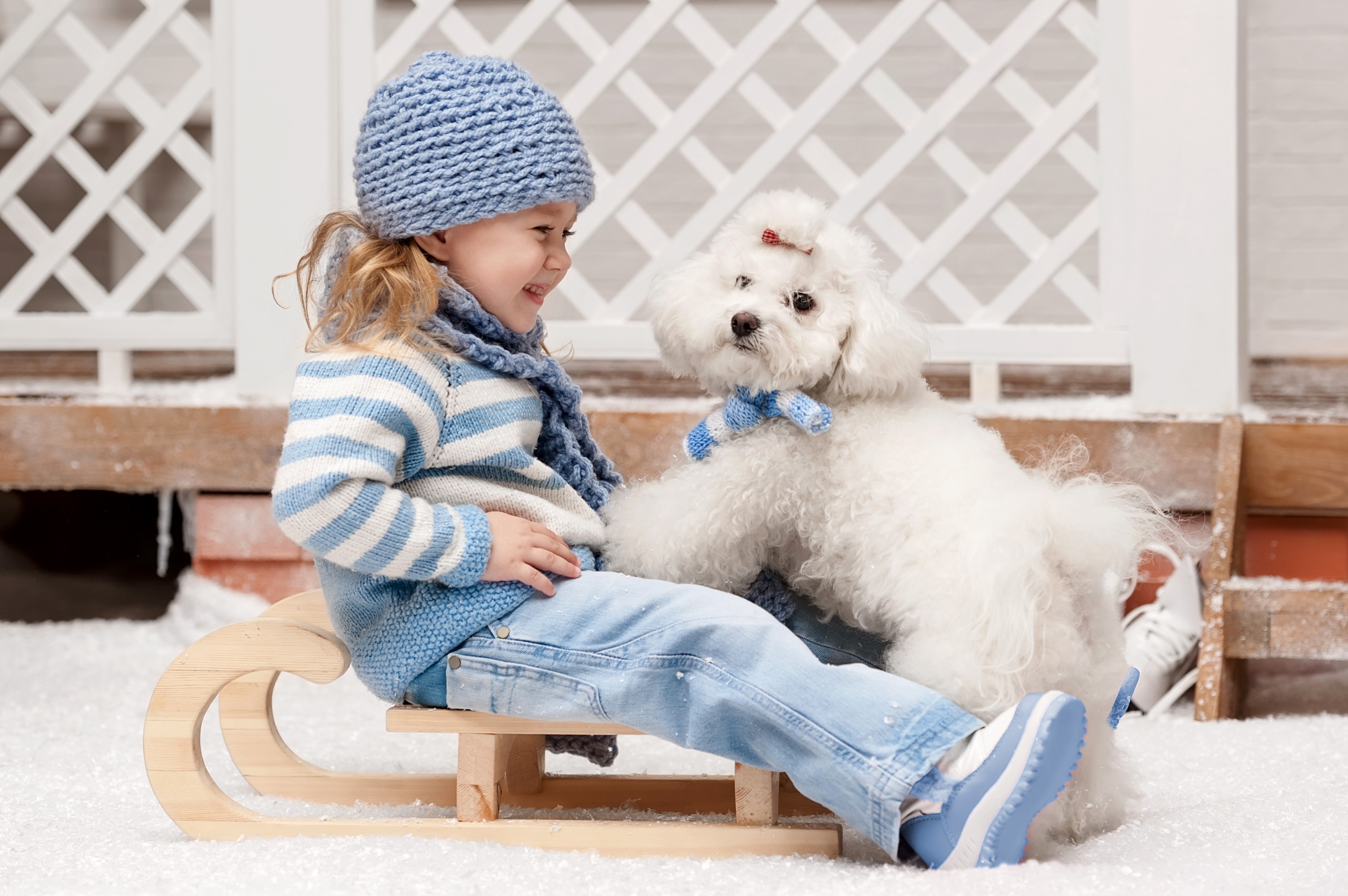 Girl and Bolognese dog on a sled in winter HD Wallpaper