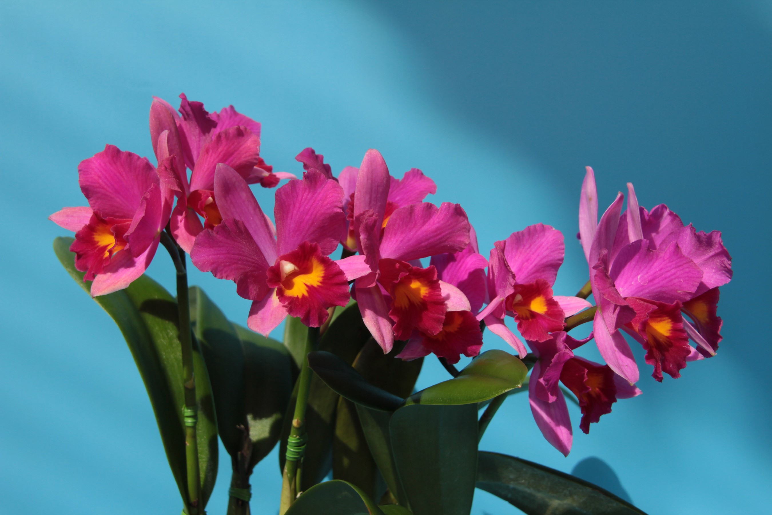Pink orchids with yellow centers against a blue background HD Wallpaper