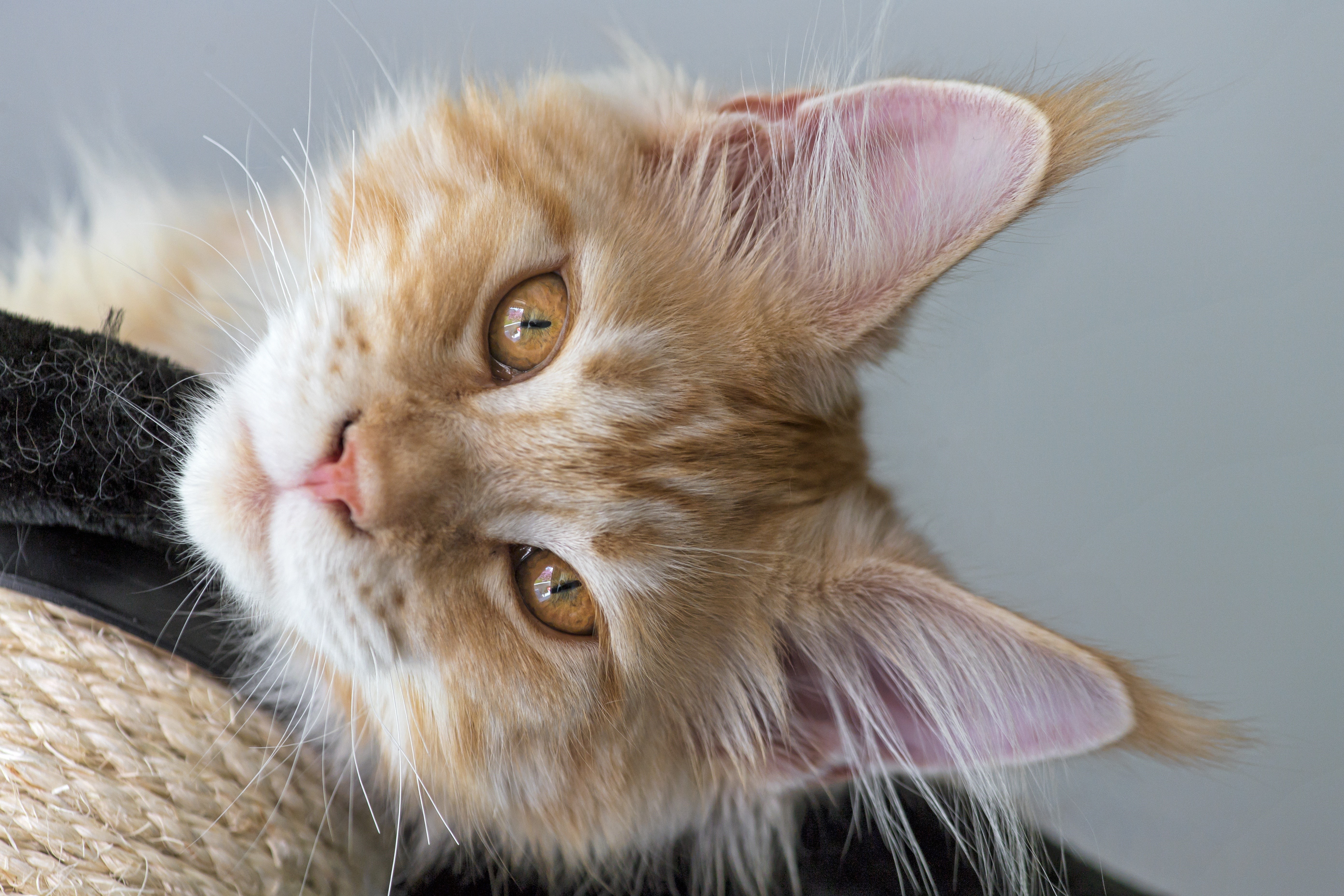 4K Close-Up of Ginger Maine Coon Cat HD Wallpaper