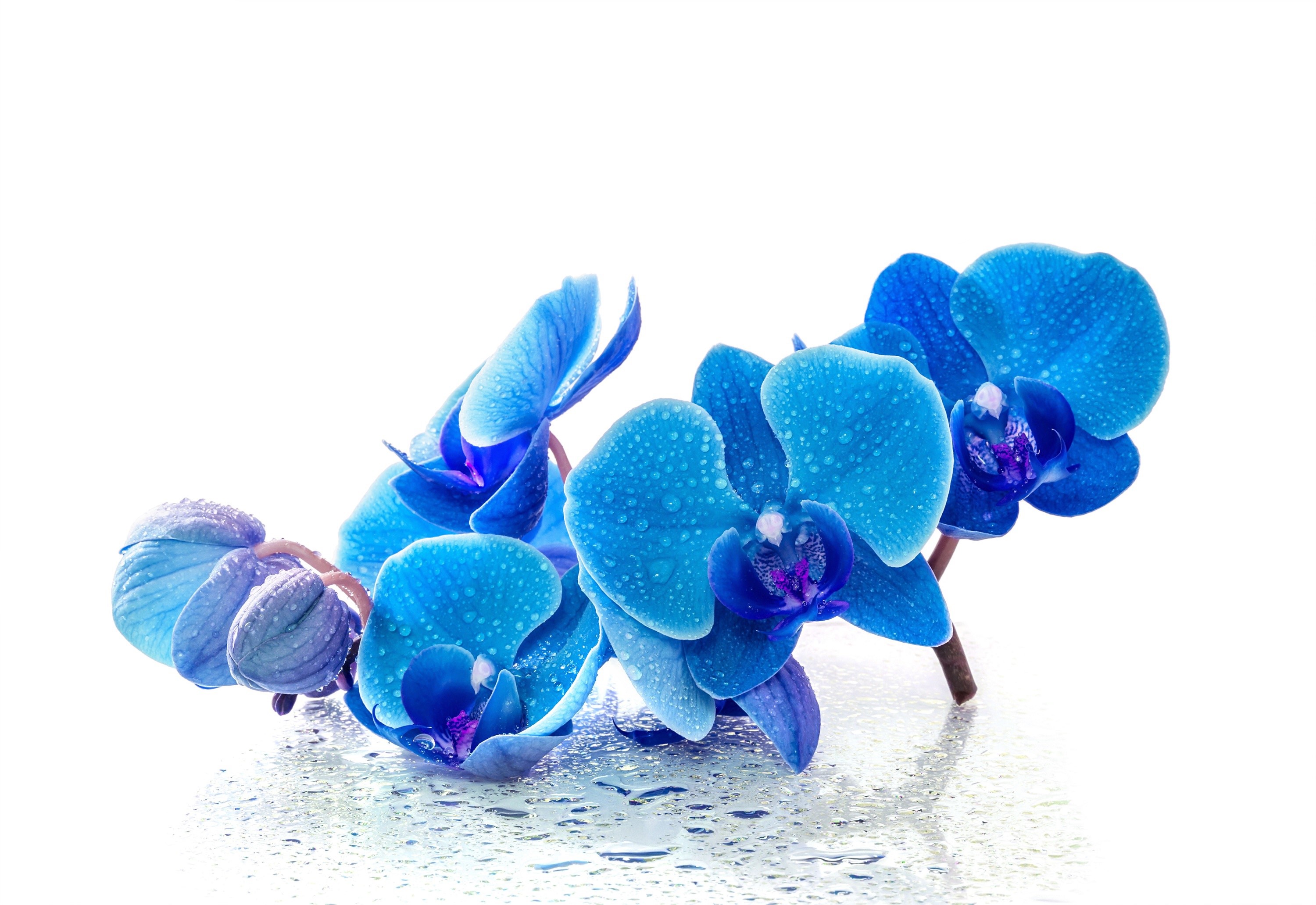 Blue orchids with water drops on a white background HD Wallpaper