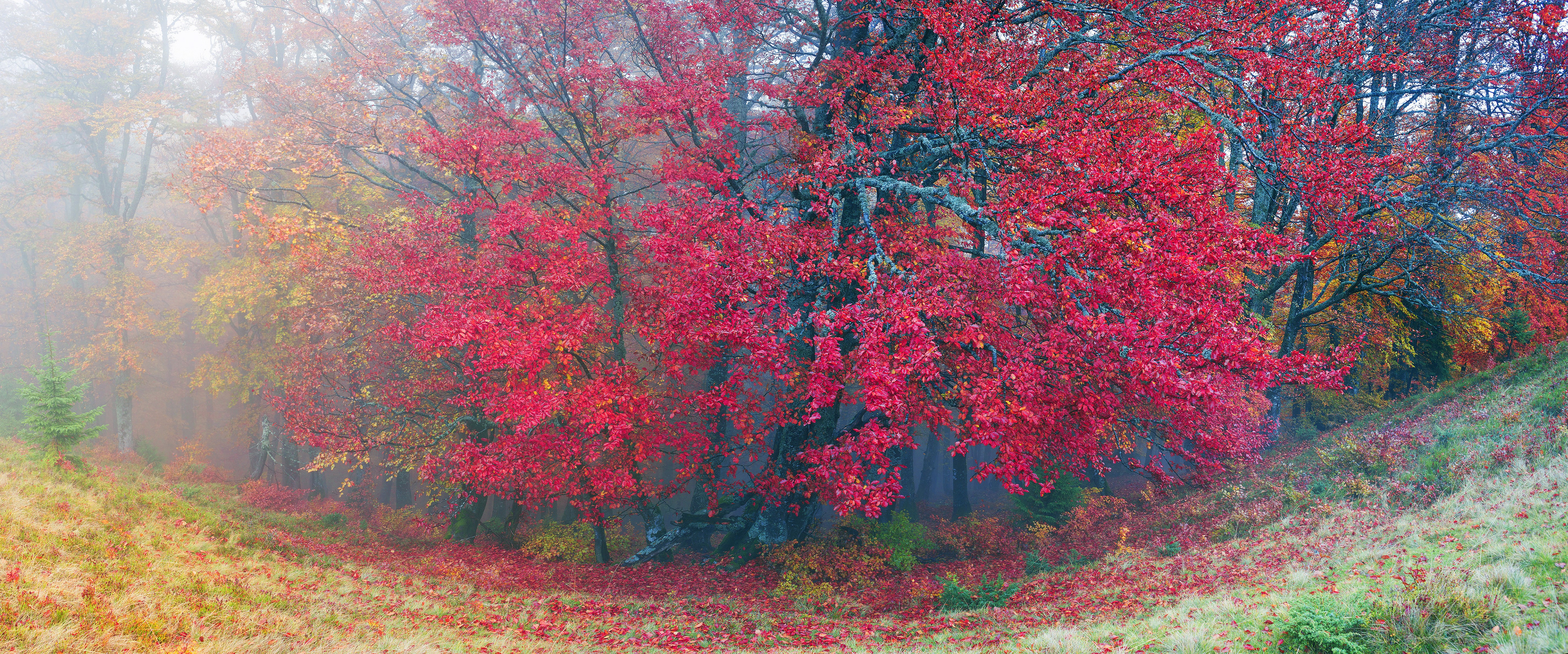 Autumn forest in Zakarpattia, Ukraine HD Wallpaper