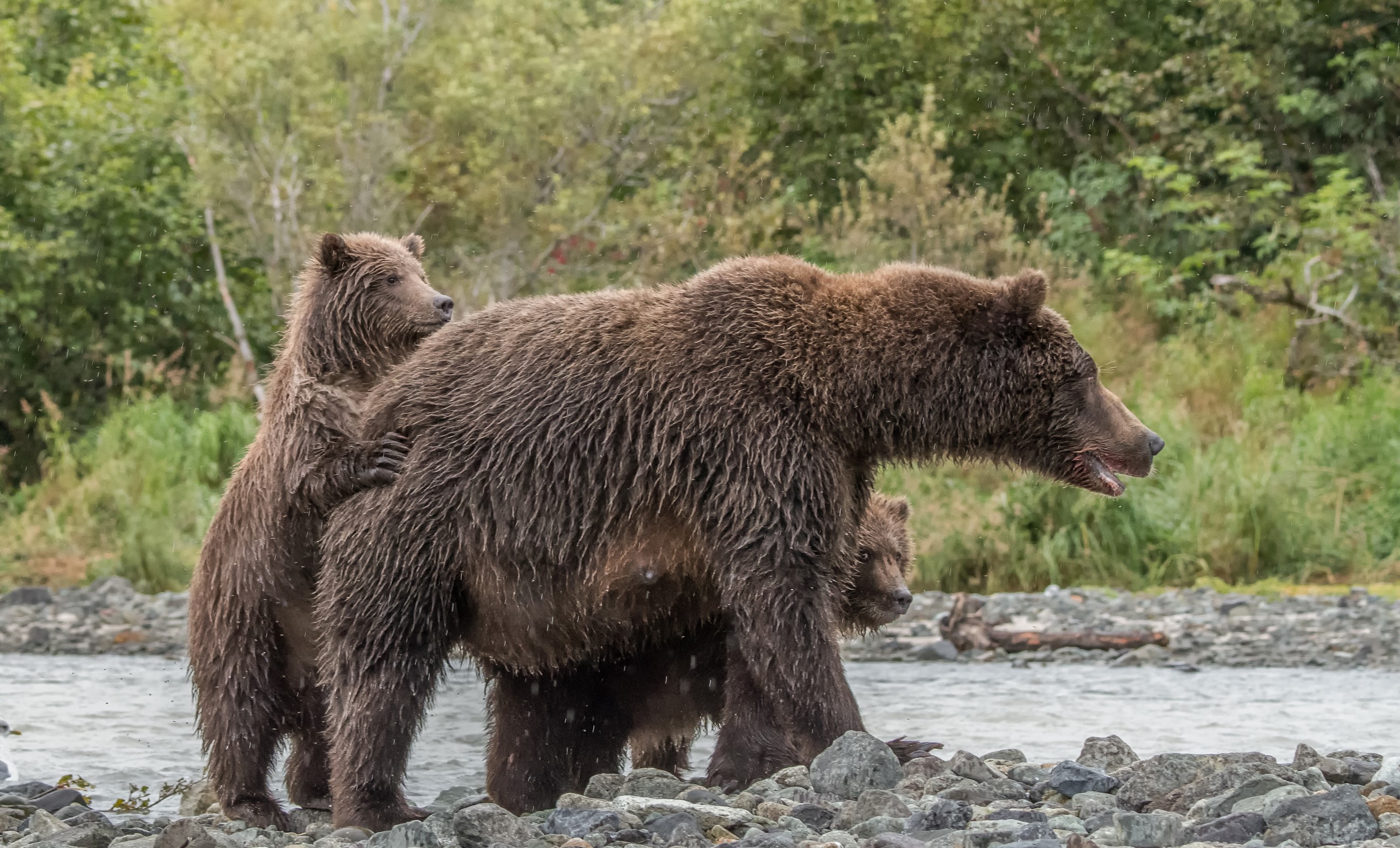 Brown Bears and Cubs by a River HD Wallpaper