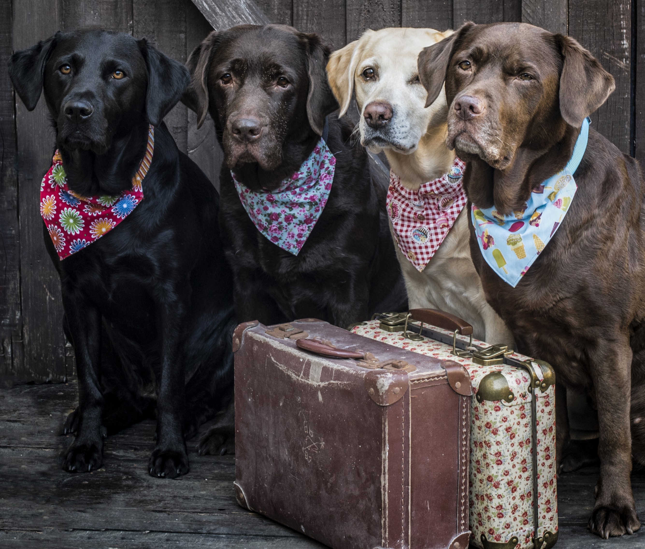 Four Labradors with bandanas and suitcases HD Wallpaper