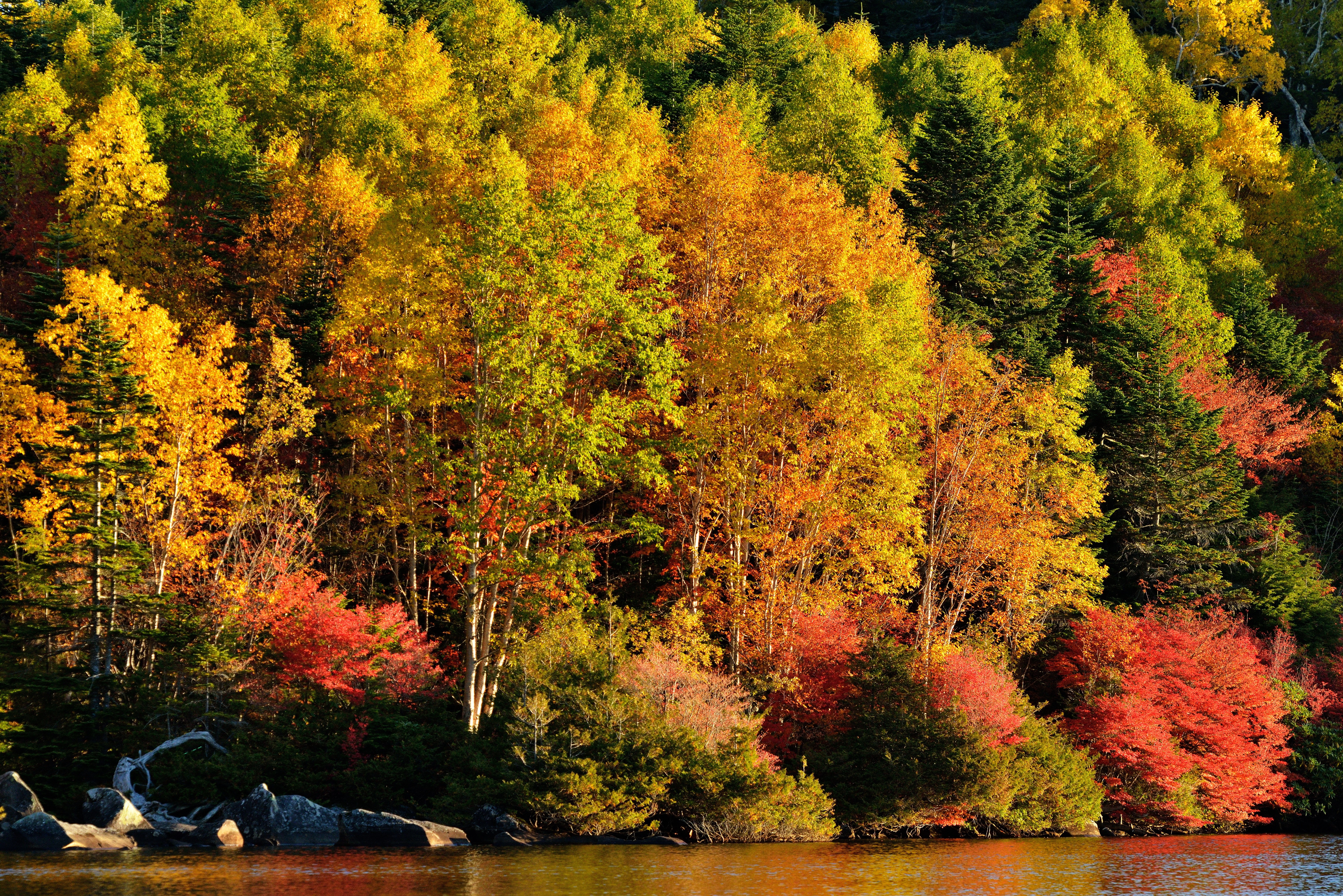 Autumn forest with colorful trees by the water HD Wallpaper