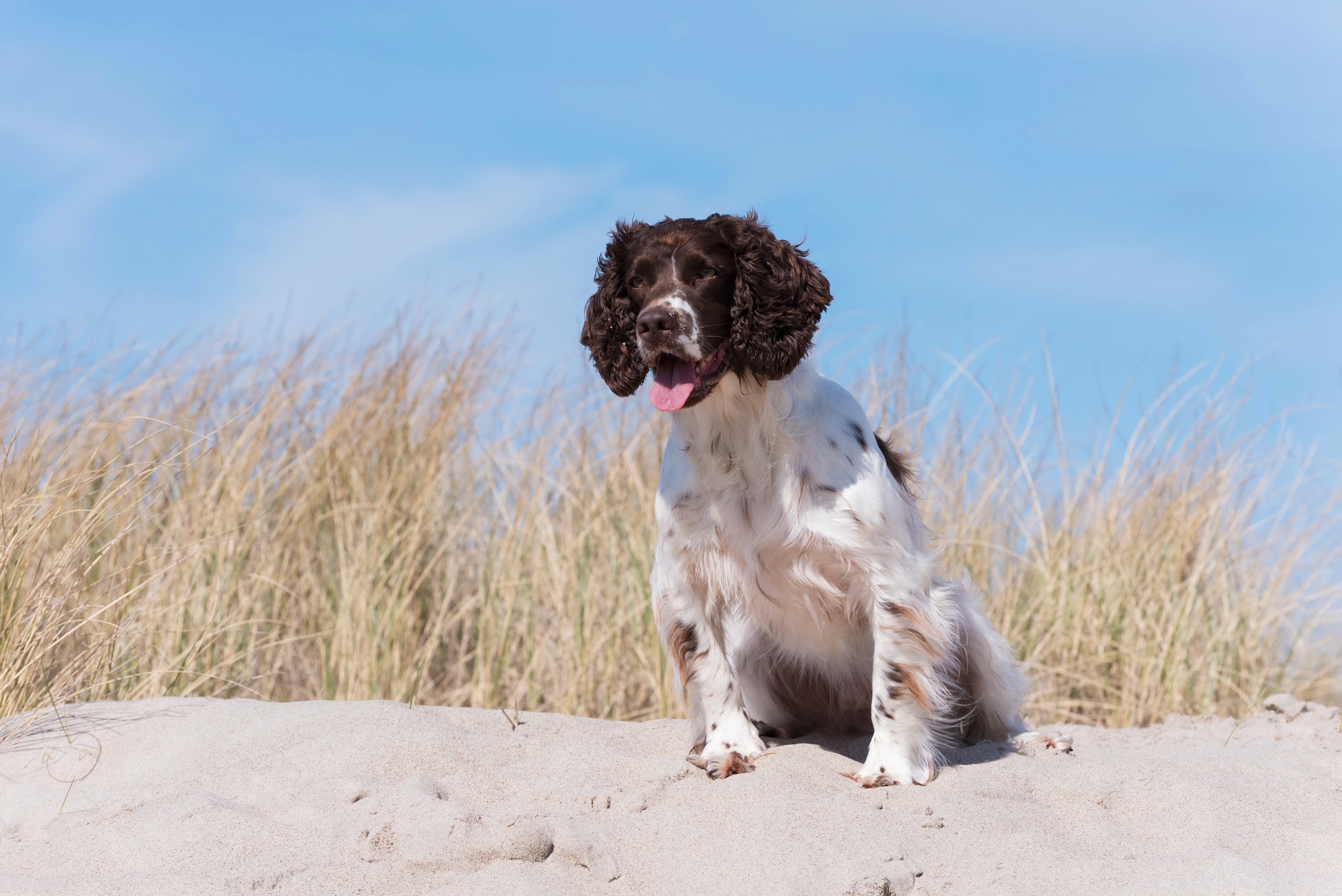English Springer Spaniel on a sandy dune HD Wallpaper