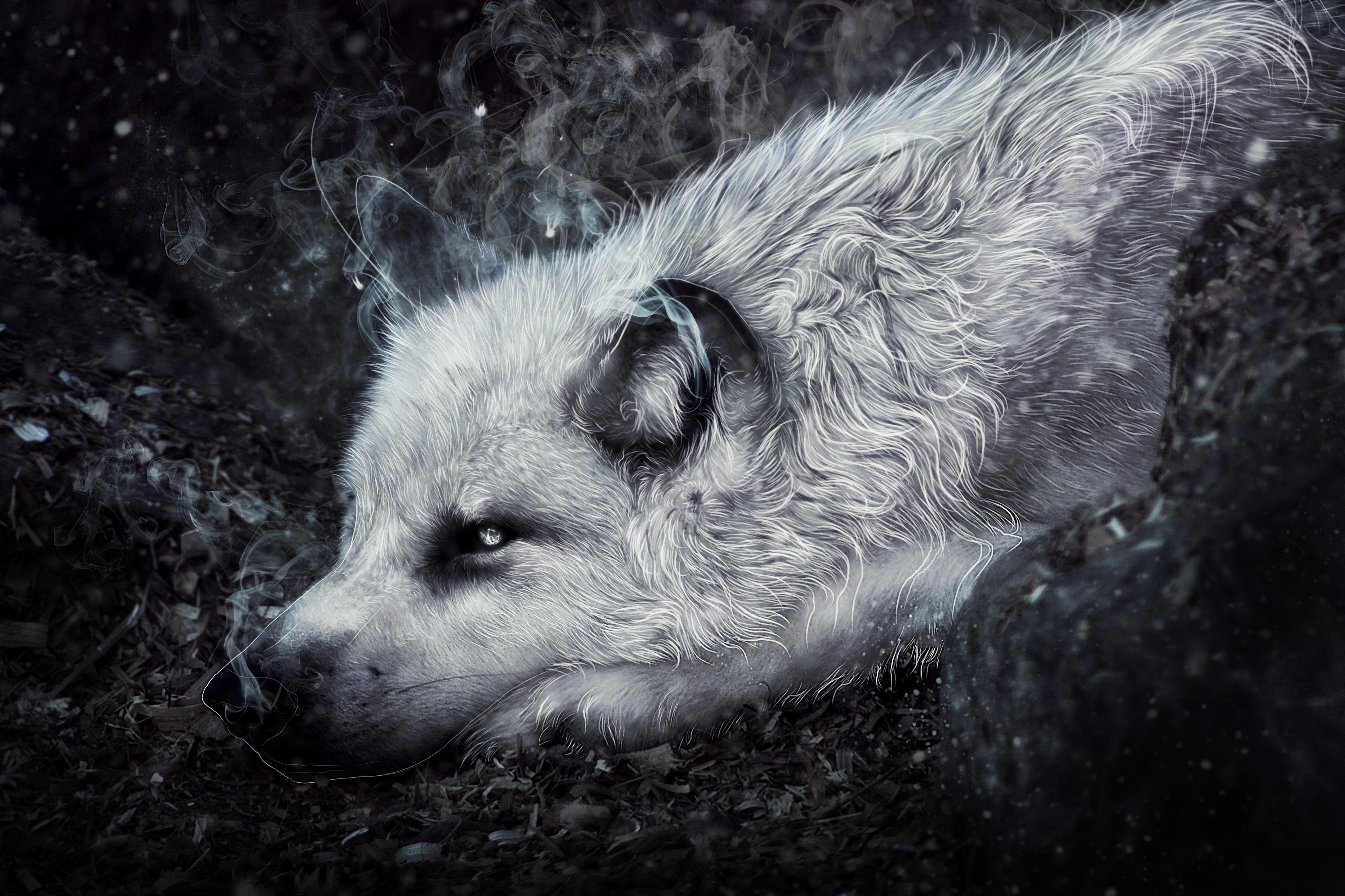 4K Painting Art of a White Wolf HD Wallpaper