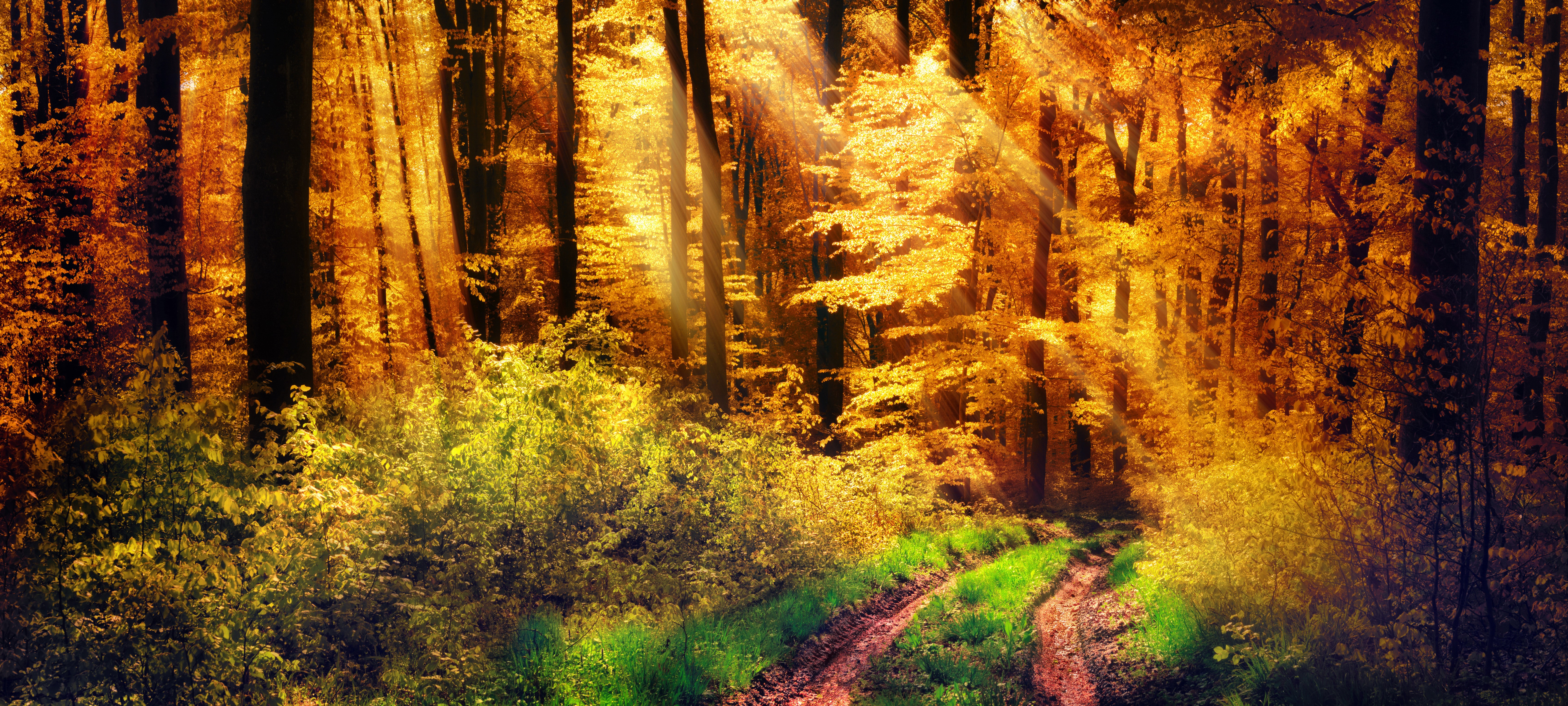 Autumn forest with sun rays and a trail HD Wallpaper