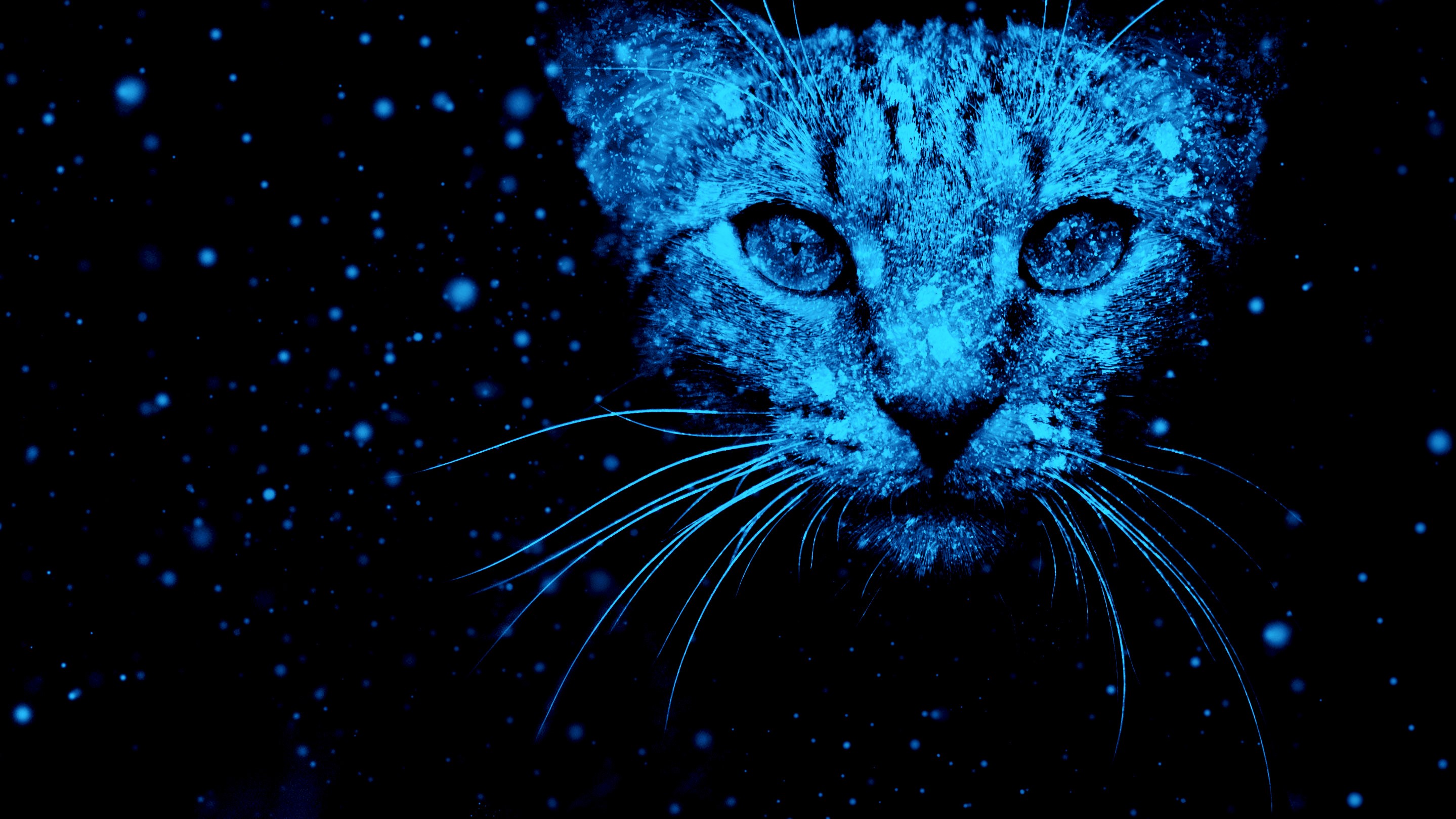 Blue cat face with snowflakes HD Wallpaper