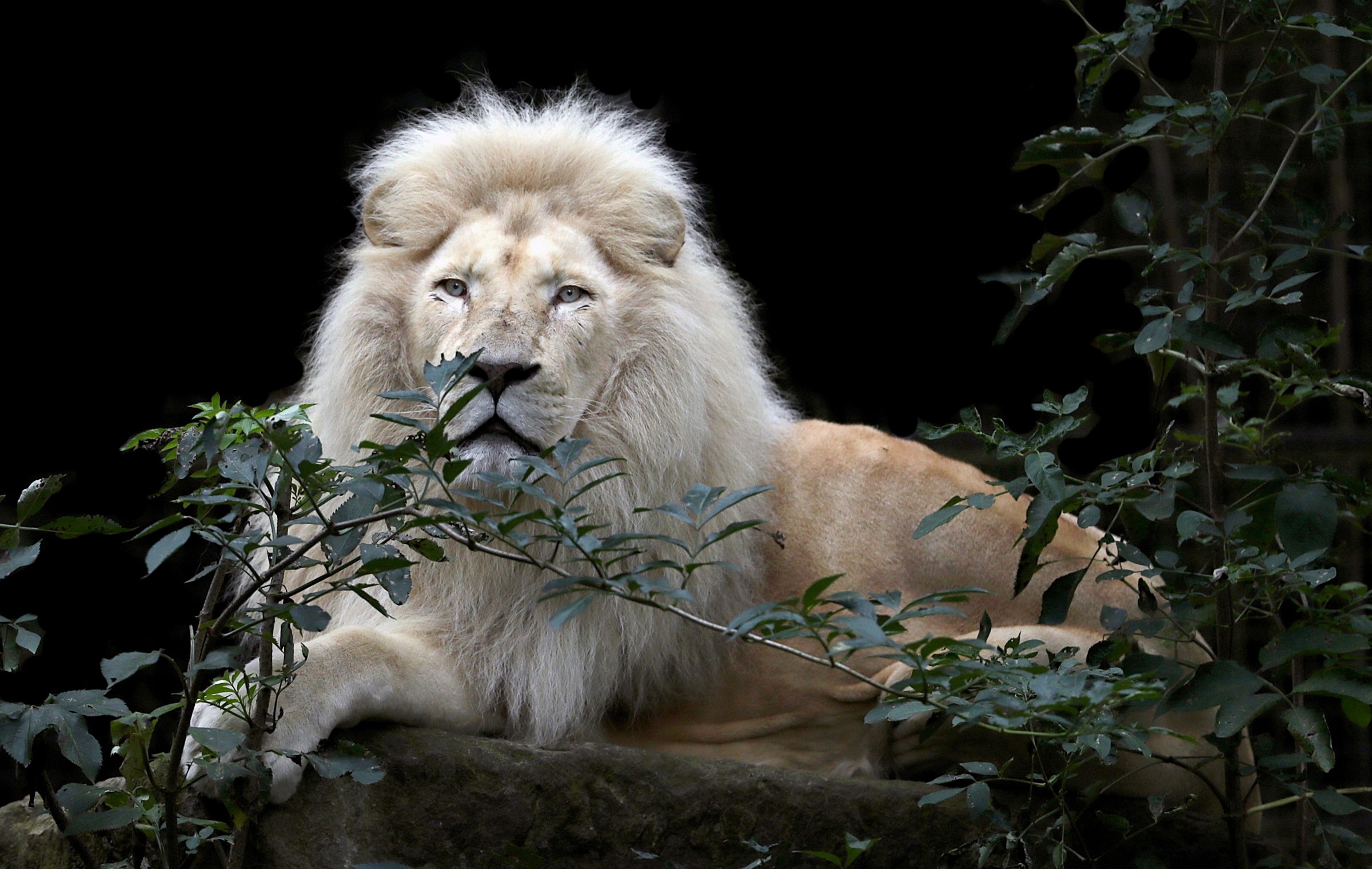 White lion with mane on black background HD Wallpaper