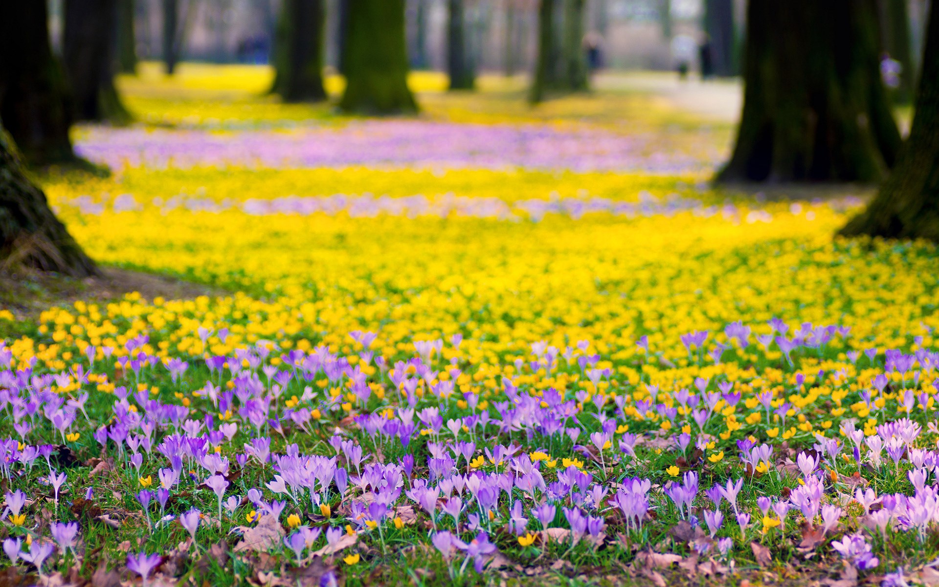 Field of purple and yellow flowers in a park HD Wallpaper