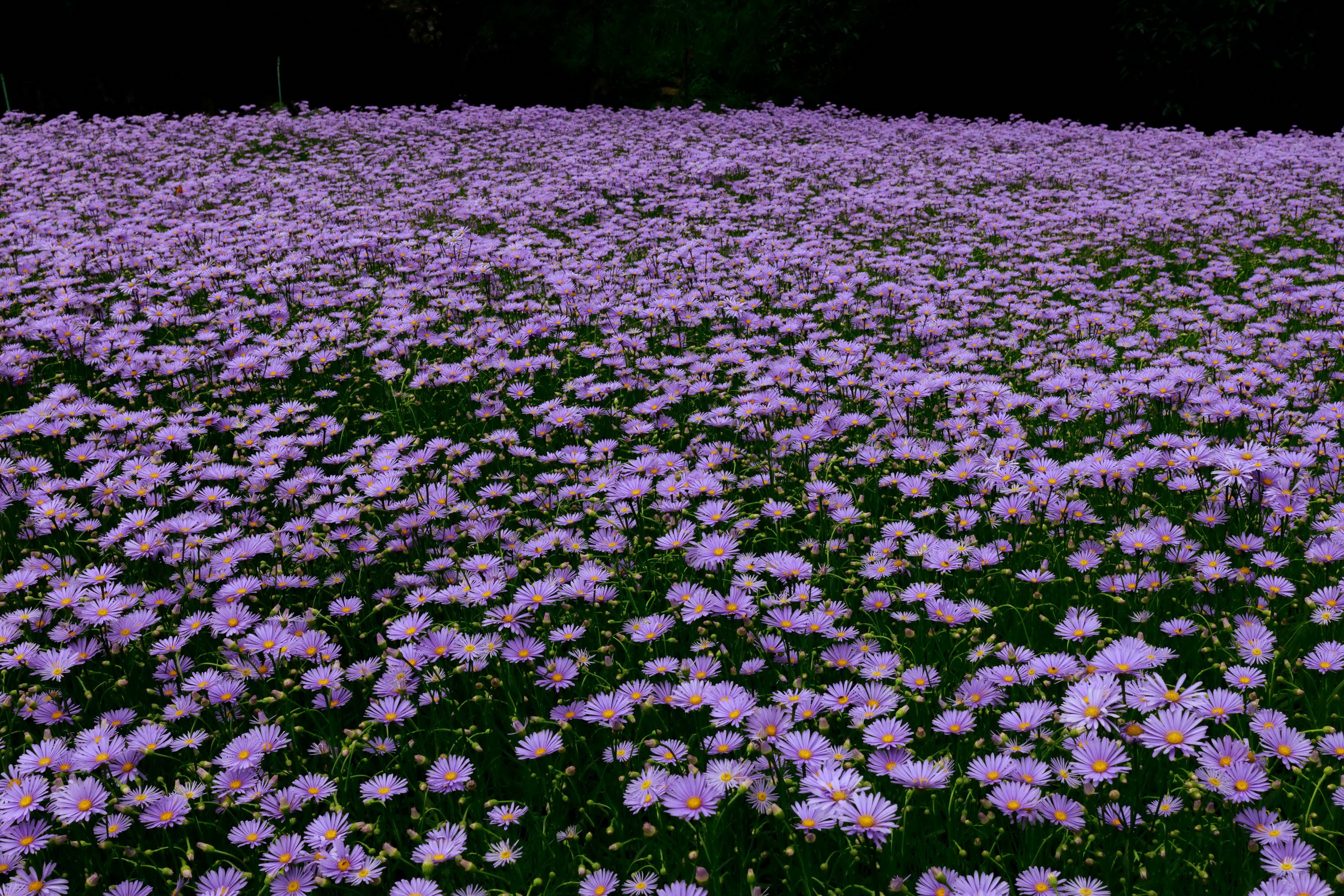 Field of Violet Asters HD Wallpaper