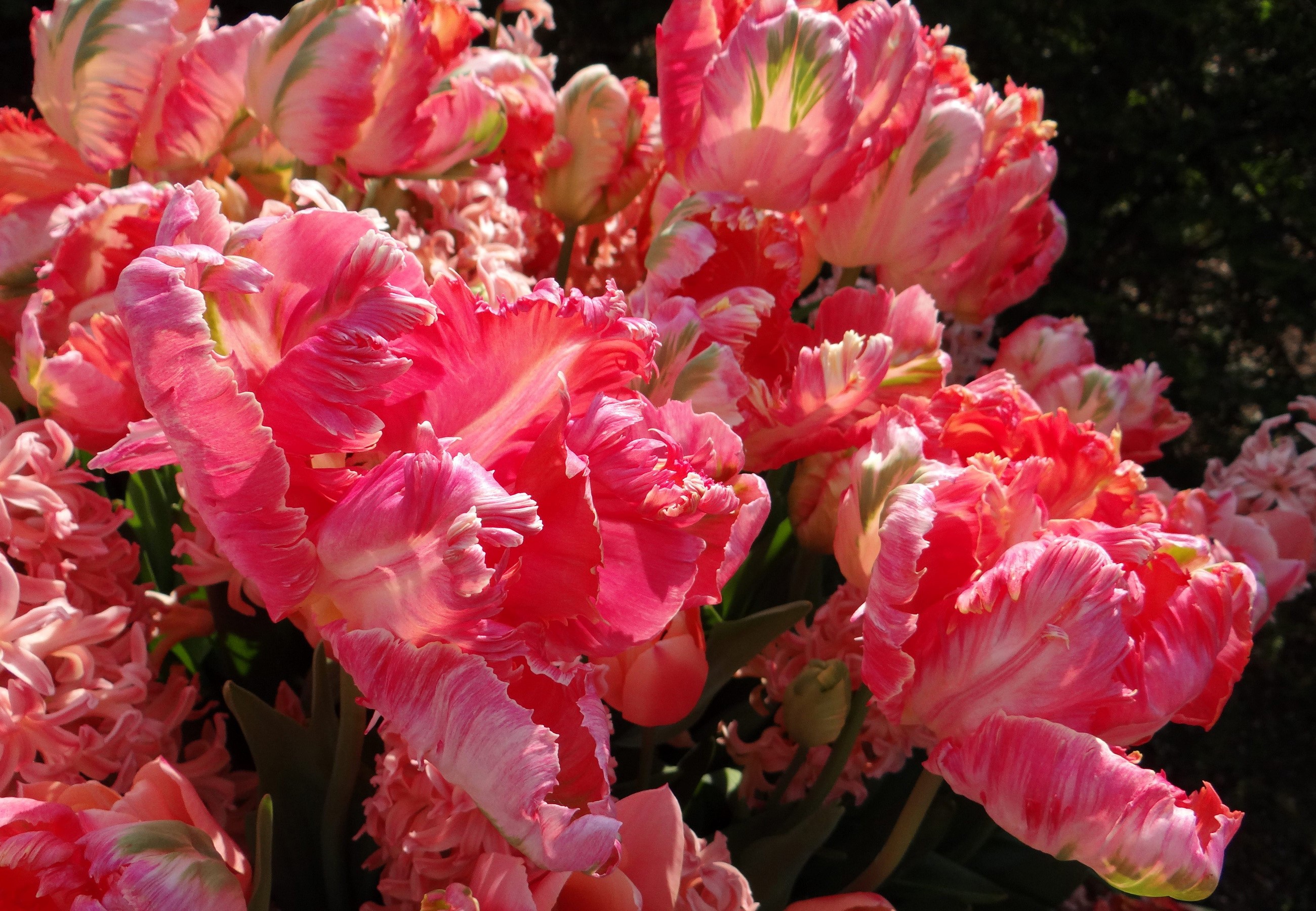 Pink Parrot Tulips and Hyacinths HD Wallpaper