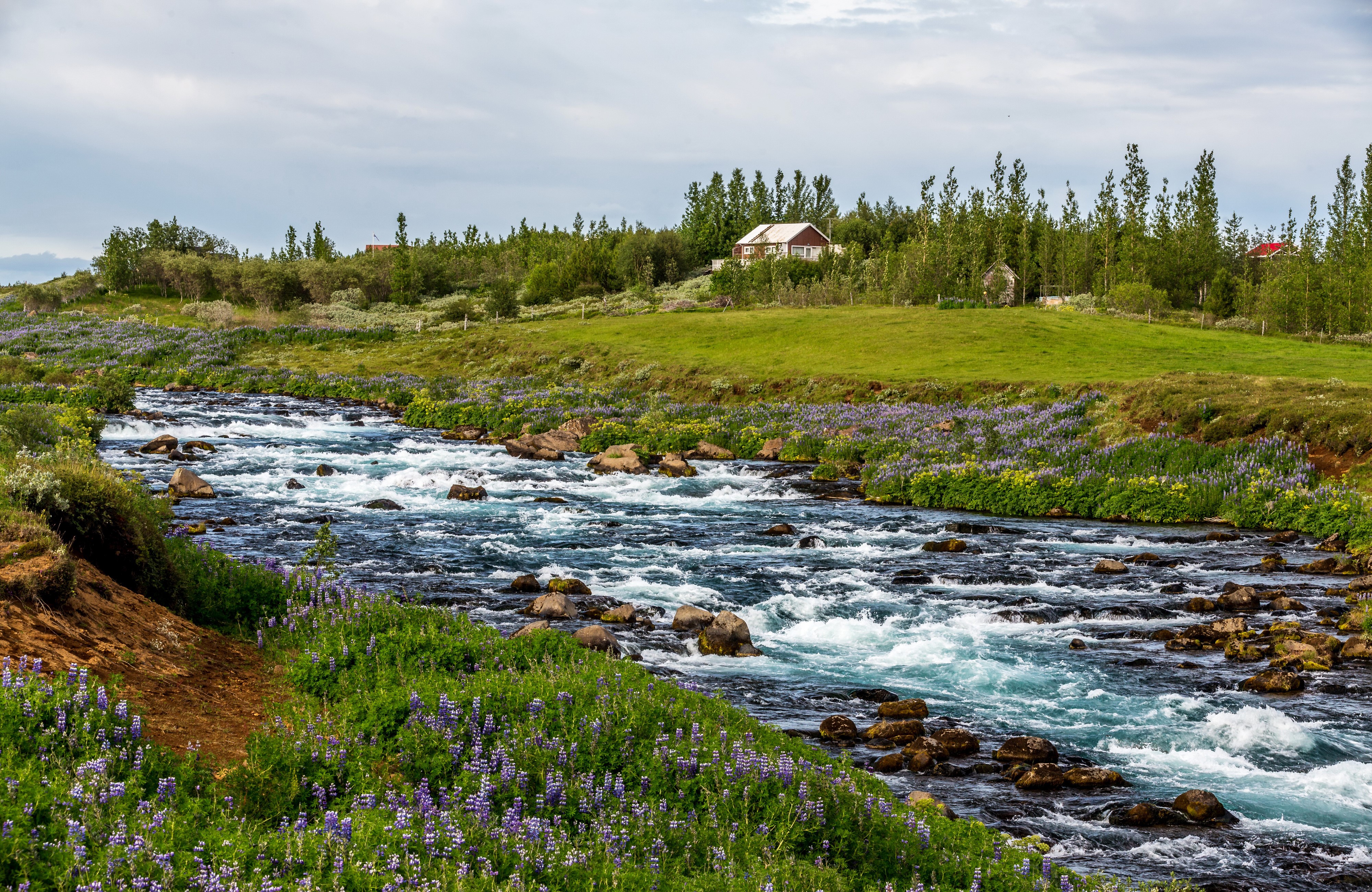 Icelandic stream with lupine flowers and houses HD Wallpaper