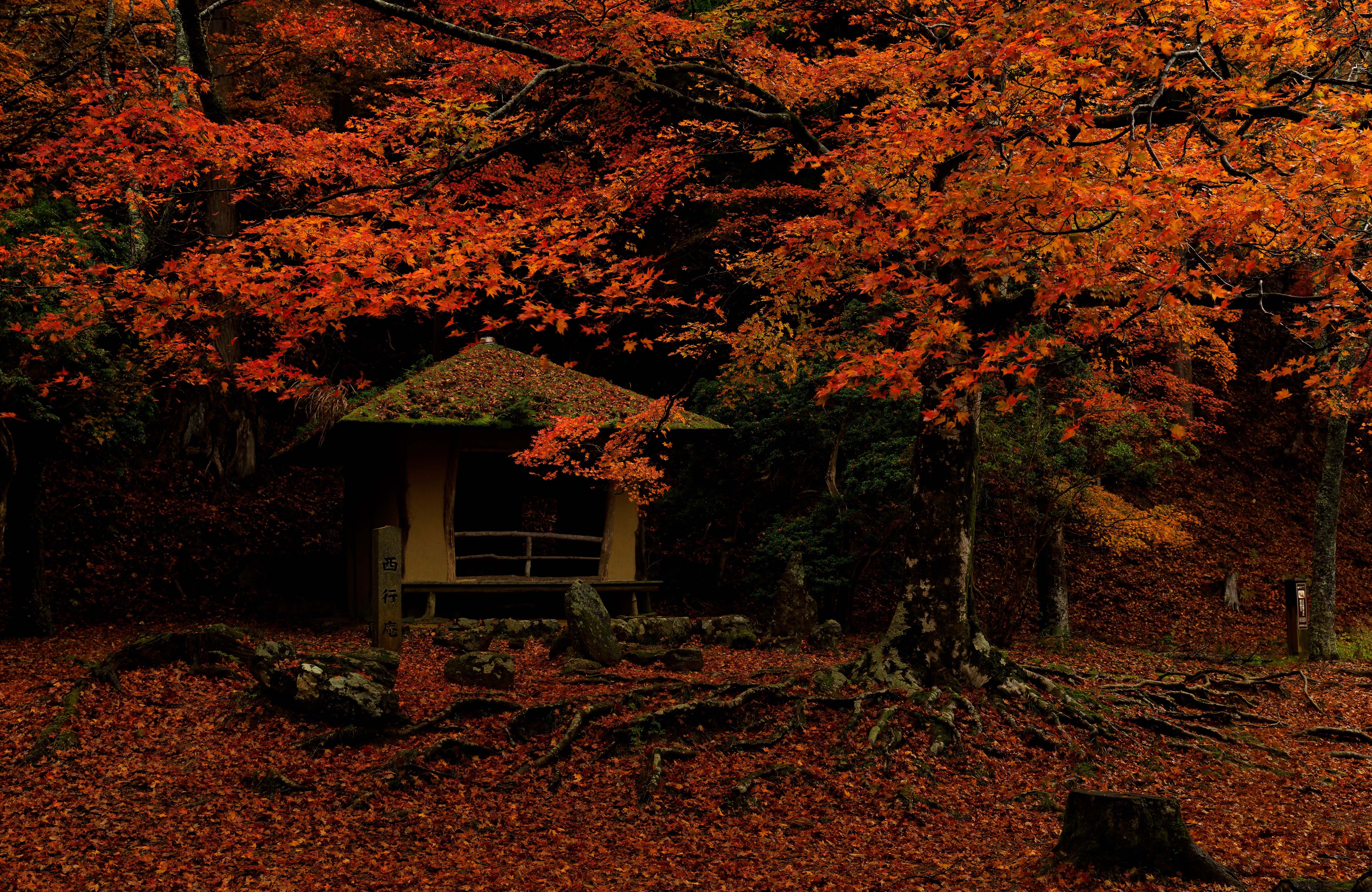 Autumn foliage at a small Japanese structure in Nara Park HD Wallpaper