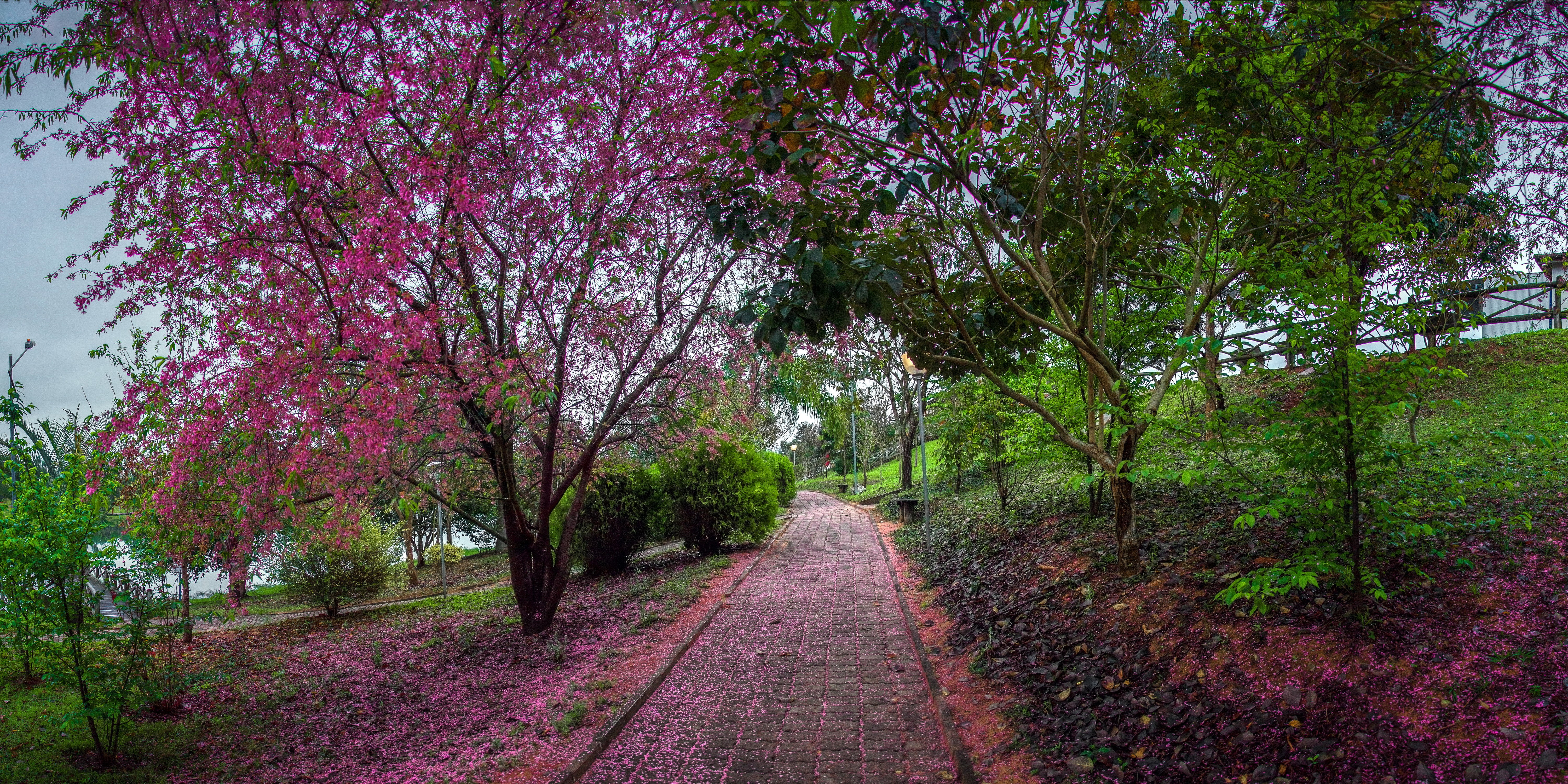 Park path with blooming pink trees in Duartina, Brazil HD Wallpaper