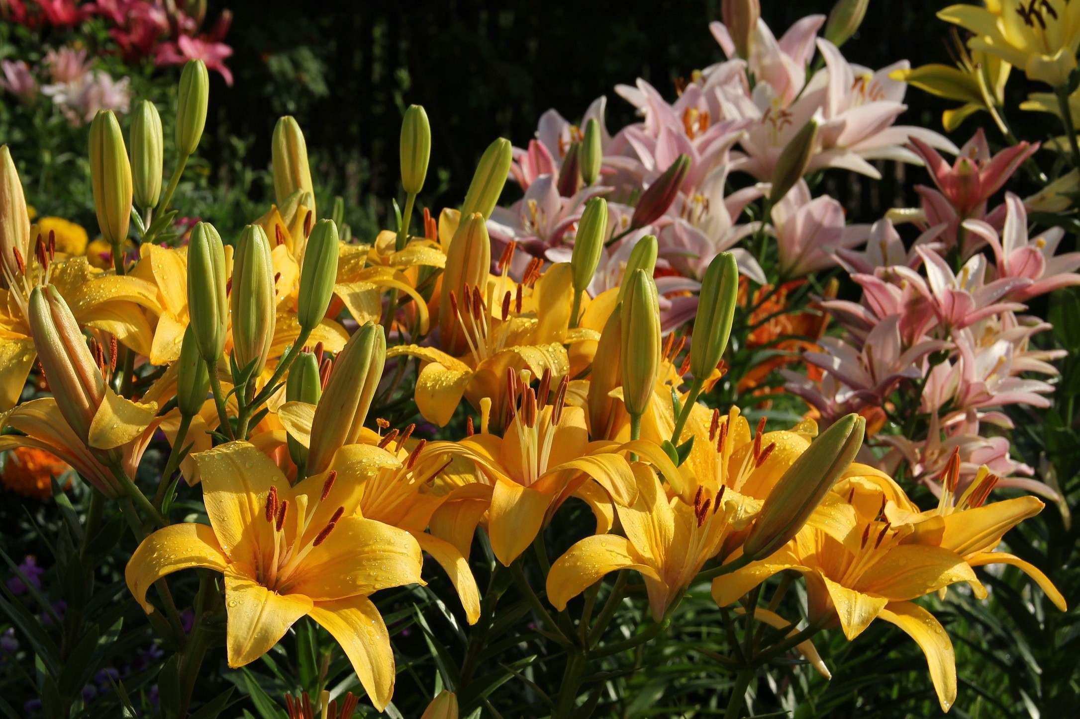 Yellow and pink lilies with buds HD Wallpaper