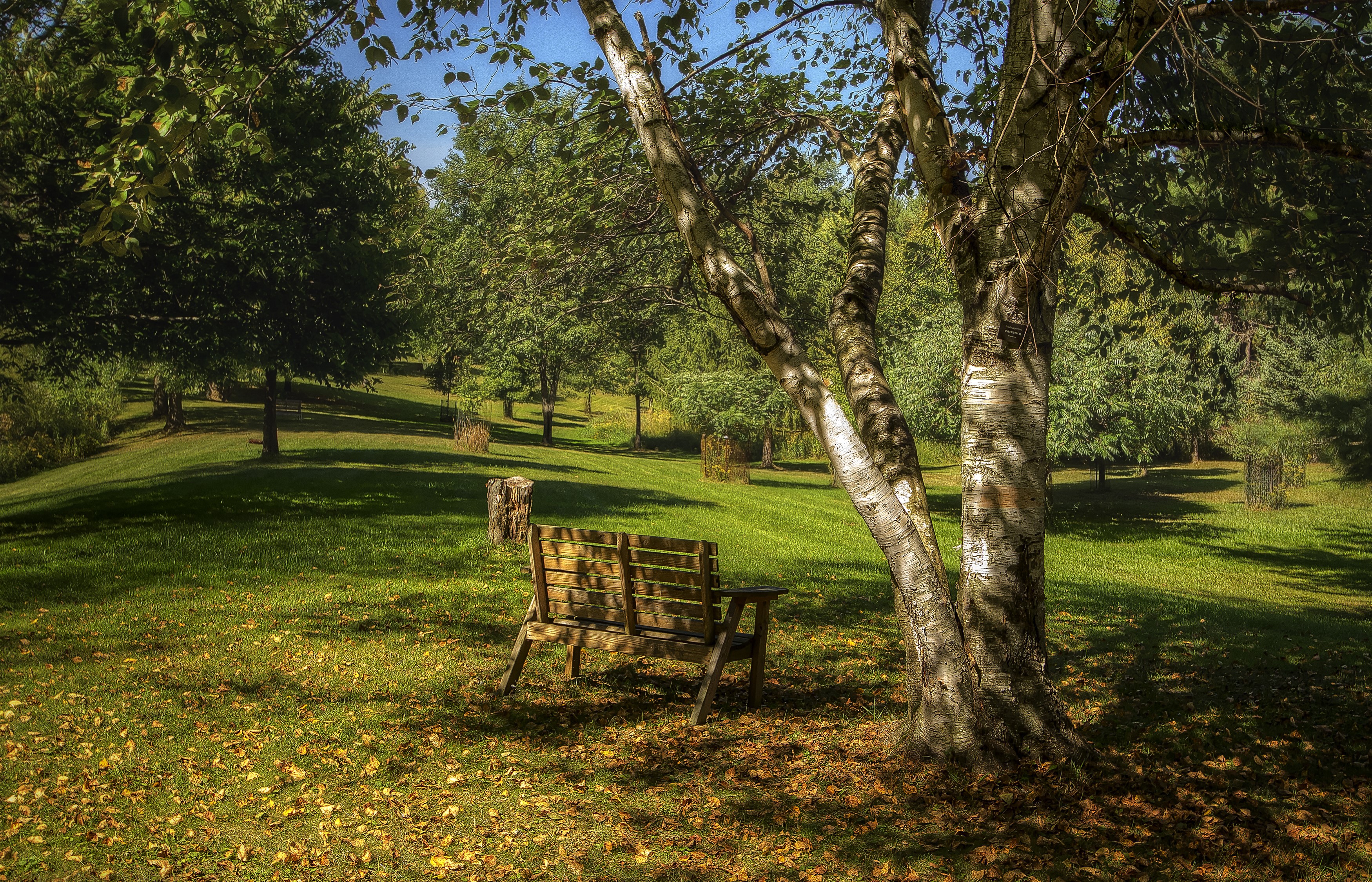Park bench under a tree with autumn foliage HD Wallpaper