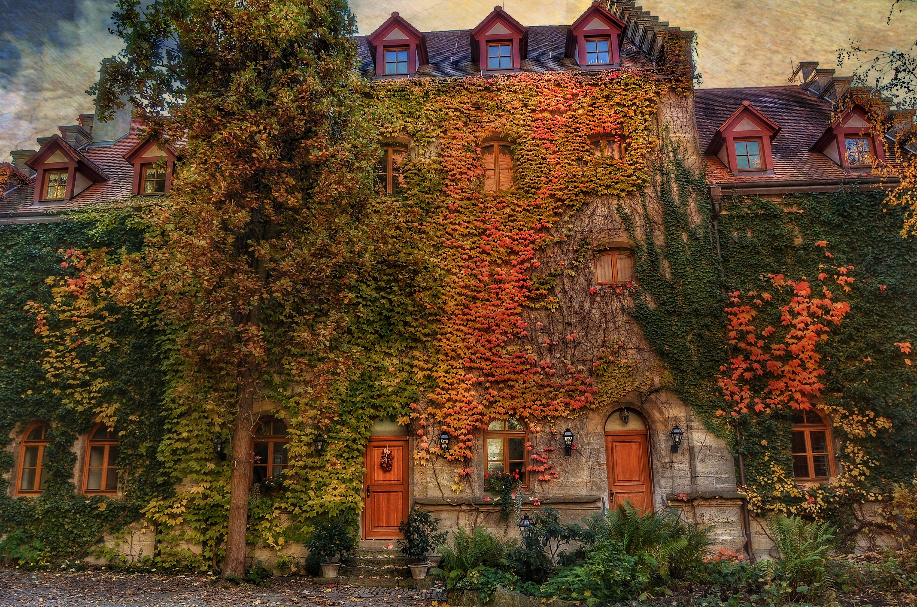 Ivy-covered building in Rothenburg, Germany HD Wallpaper