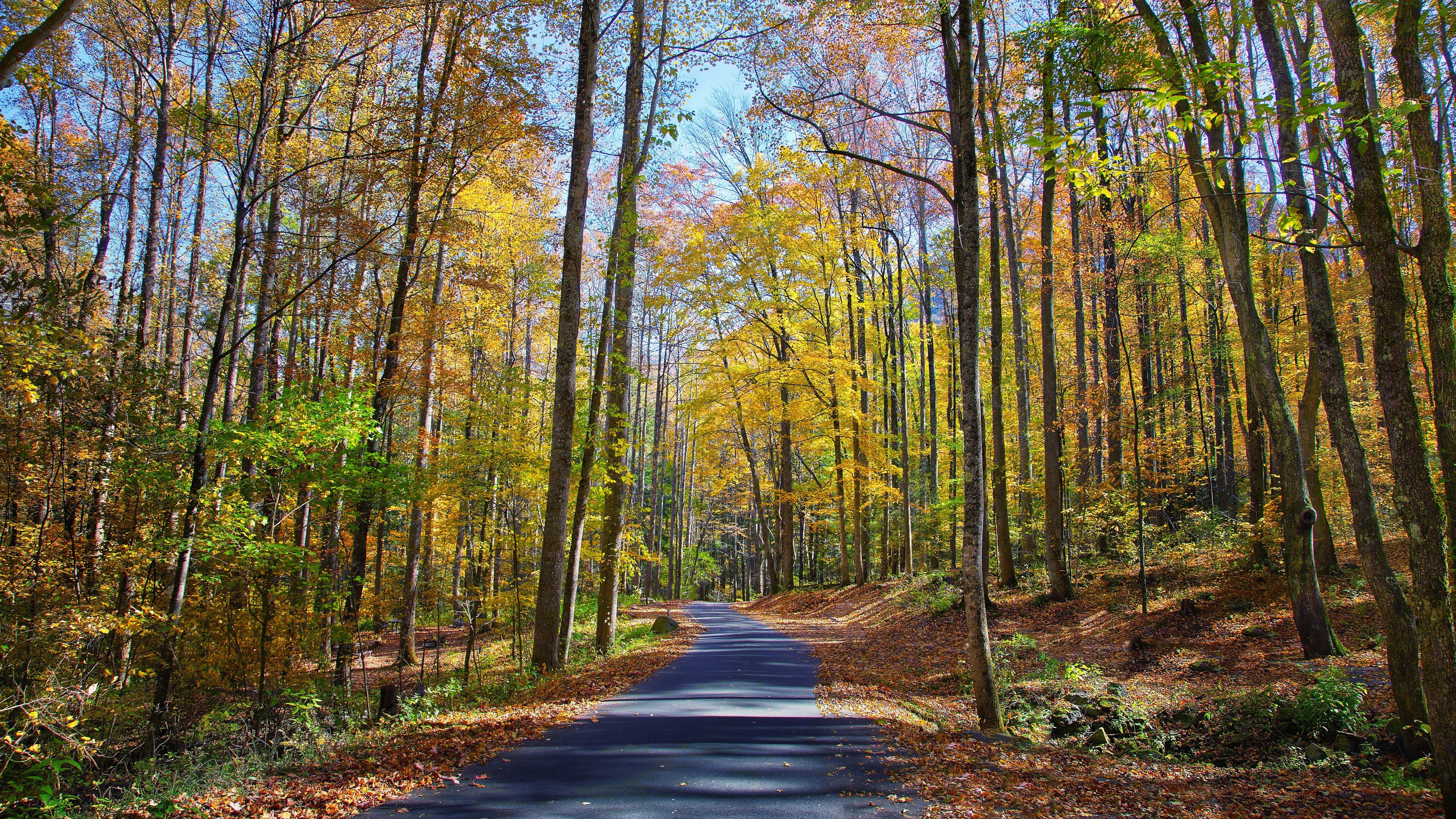 Autumn forest road with colorful trees HD Wallpaper