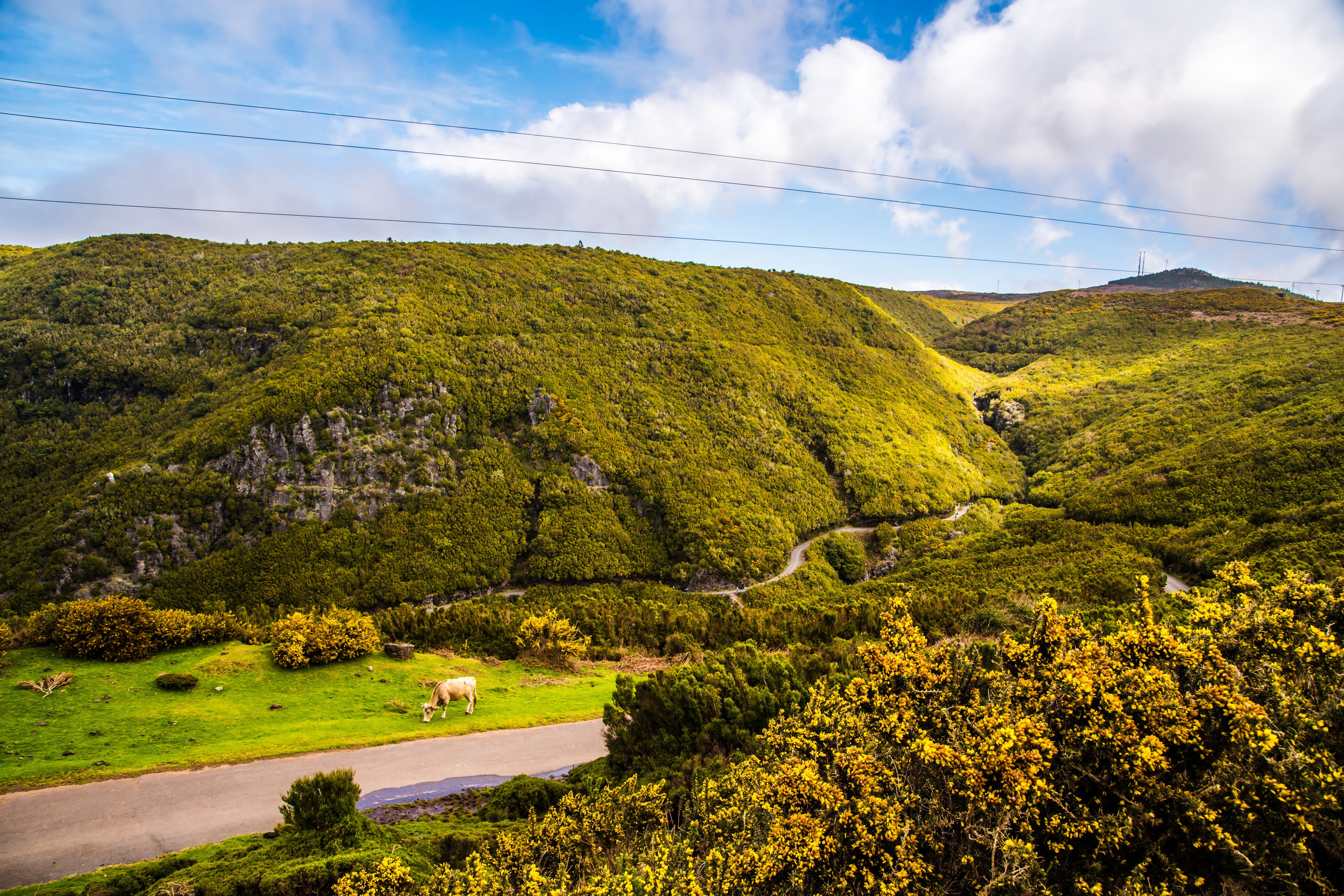 Cow grazing in a green valley with winding road, Madeira, Portugal HD Wallpaper