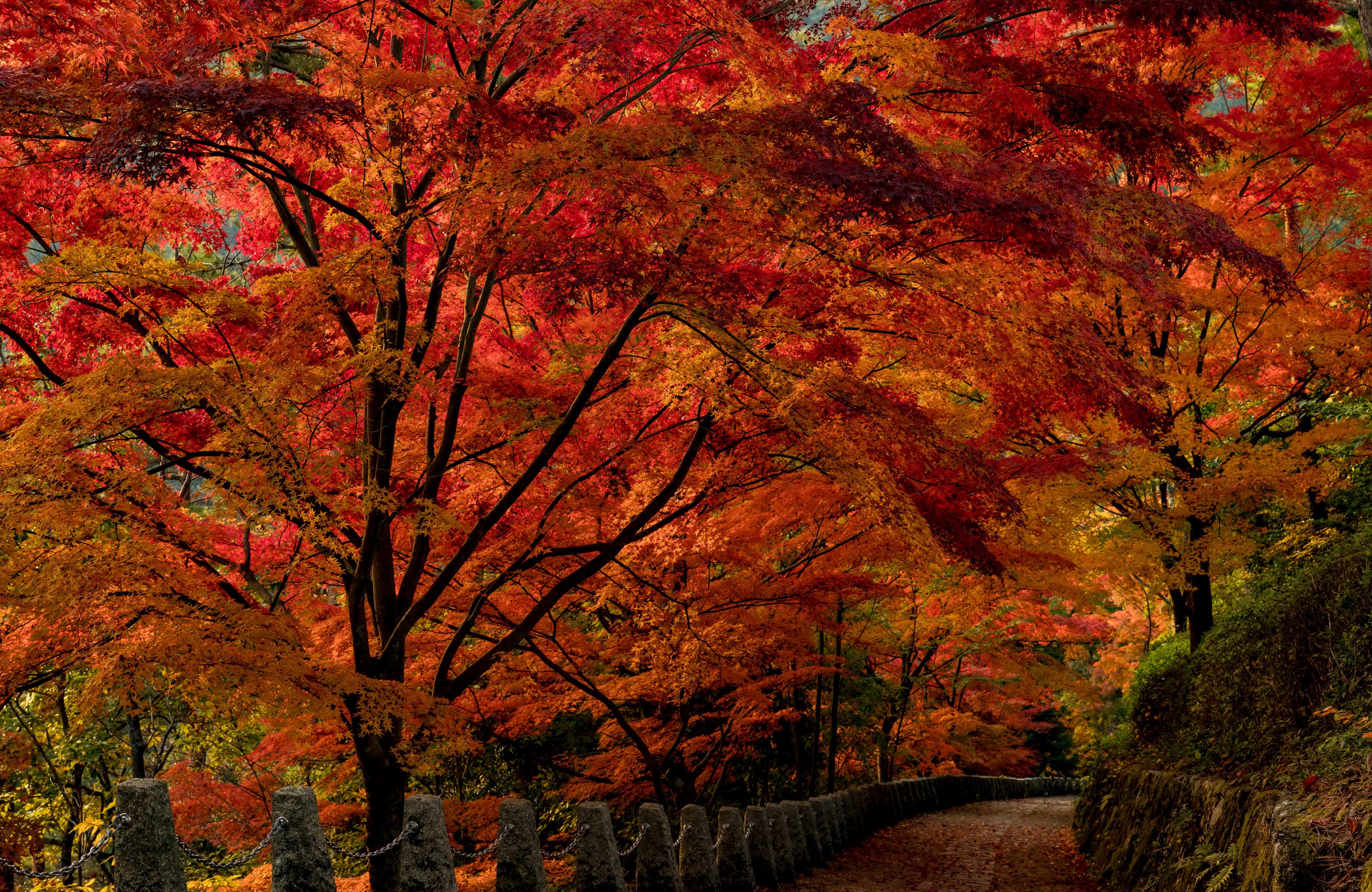Autumn Road Lined with Red Maple Trees in Japan HD Wallpaper