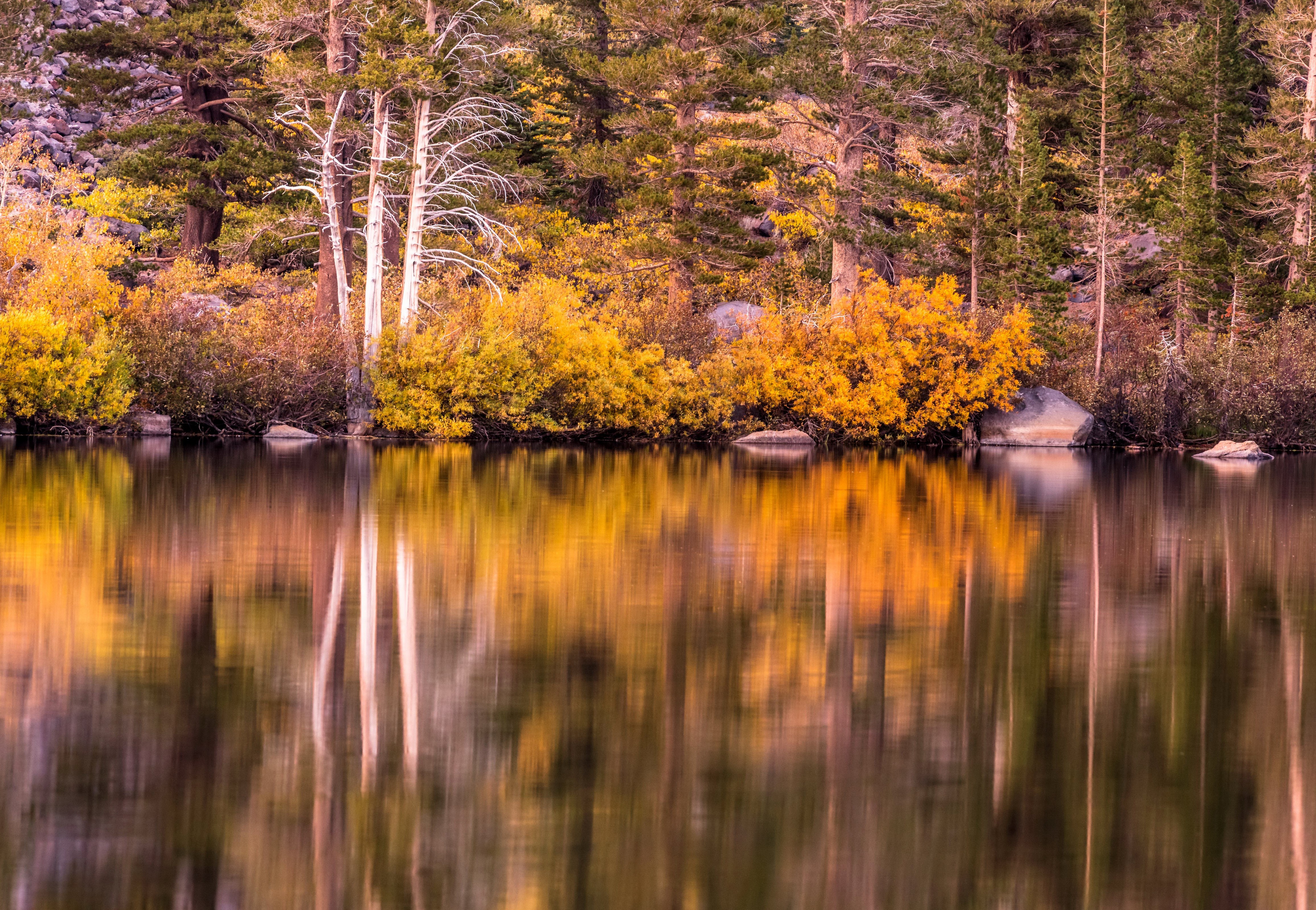 Autumn forest reflected in a lake in Mammoth Lakes, California HD Wallpaper