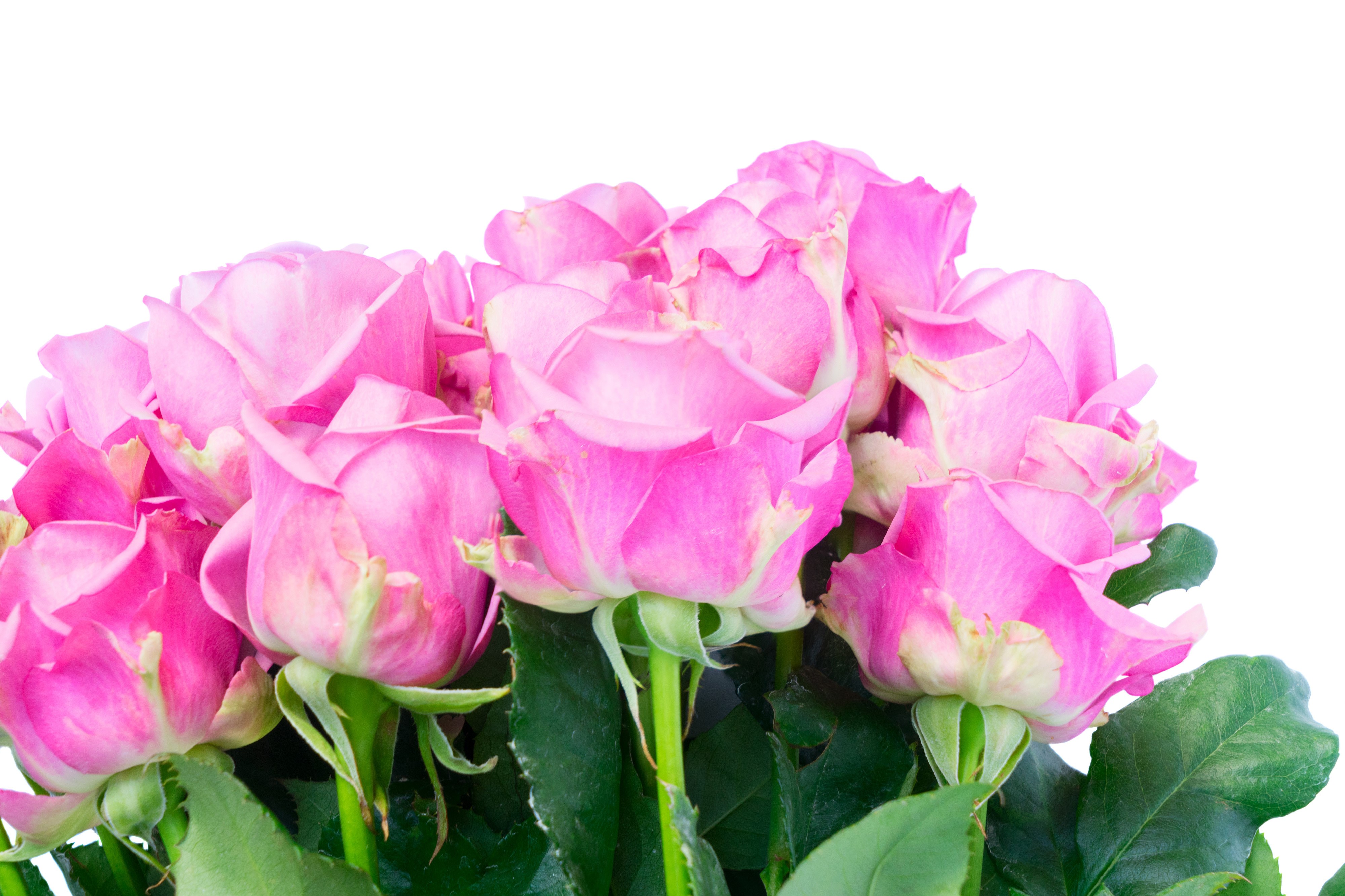 Pink Roses Closeup 4K HD Wallpaper