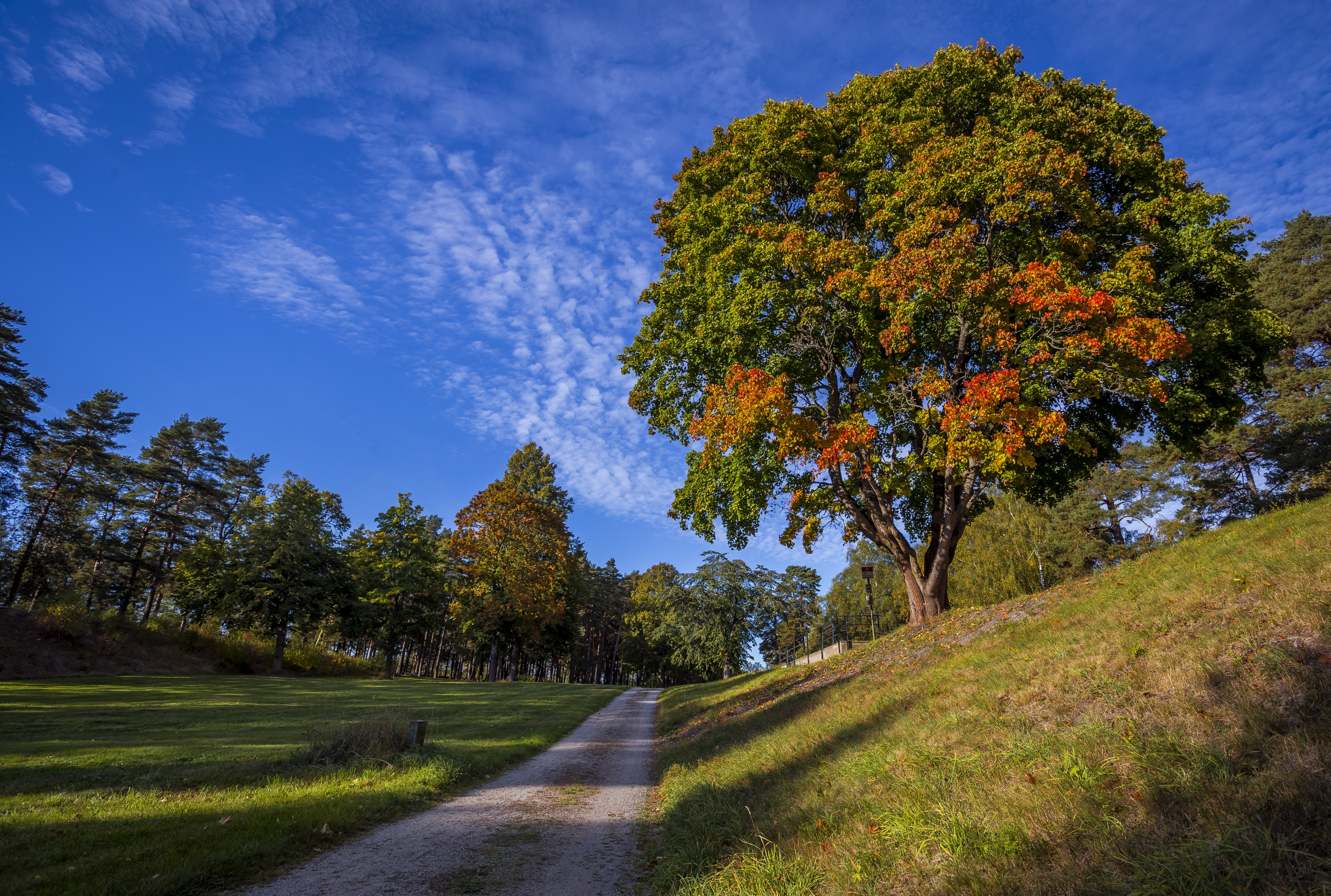 Autumn trees and a dirt road in a park HD Wallpaper