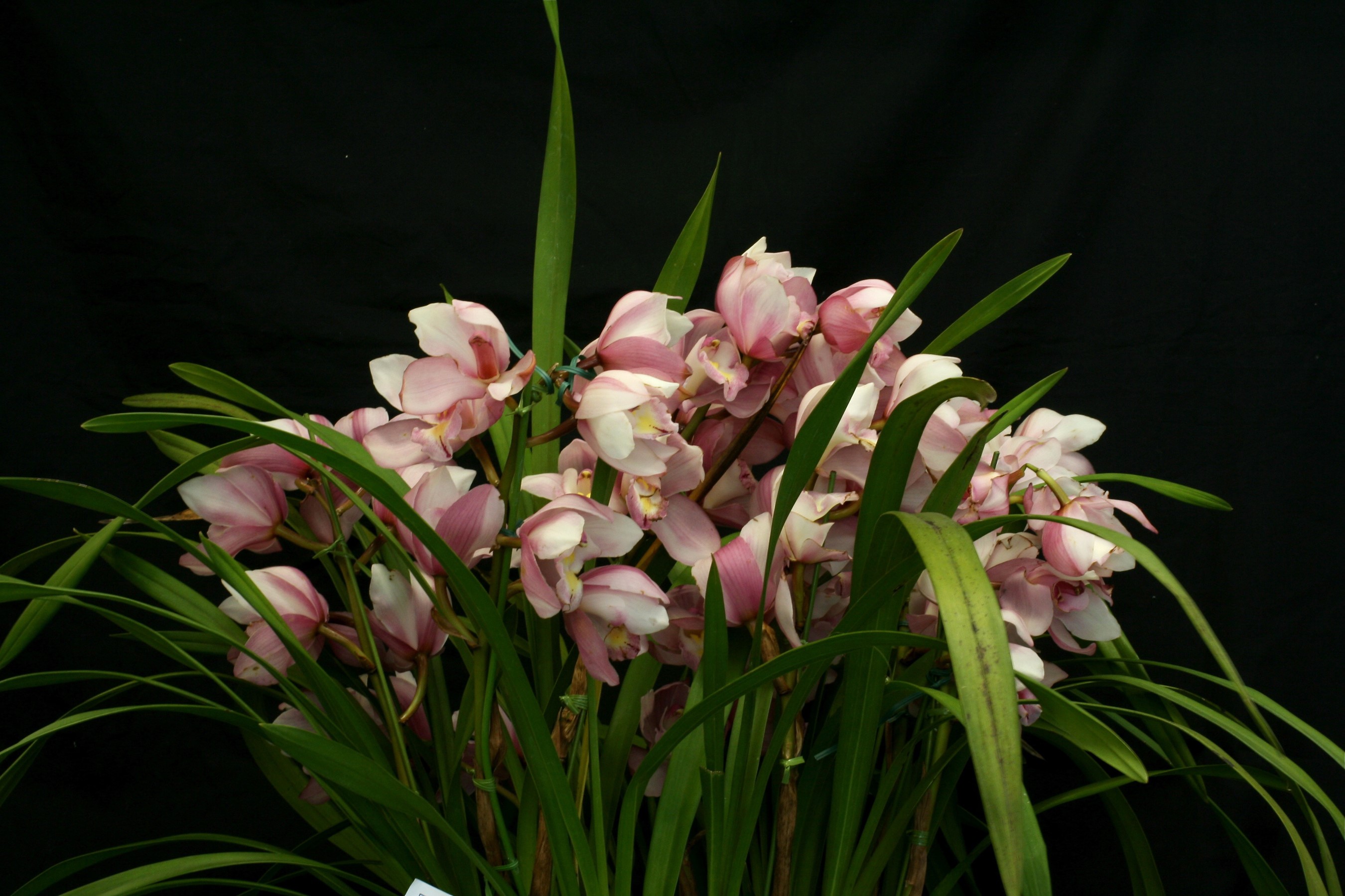 Pink orchids with green leaves on black background HD Wallpaper
