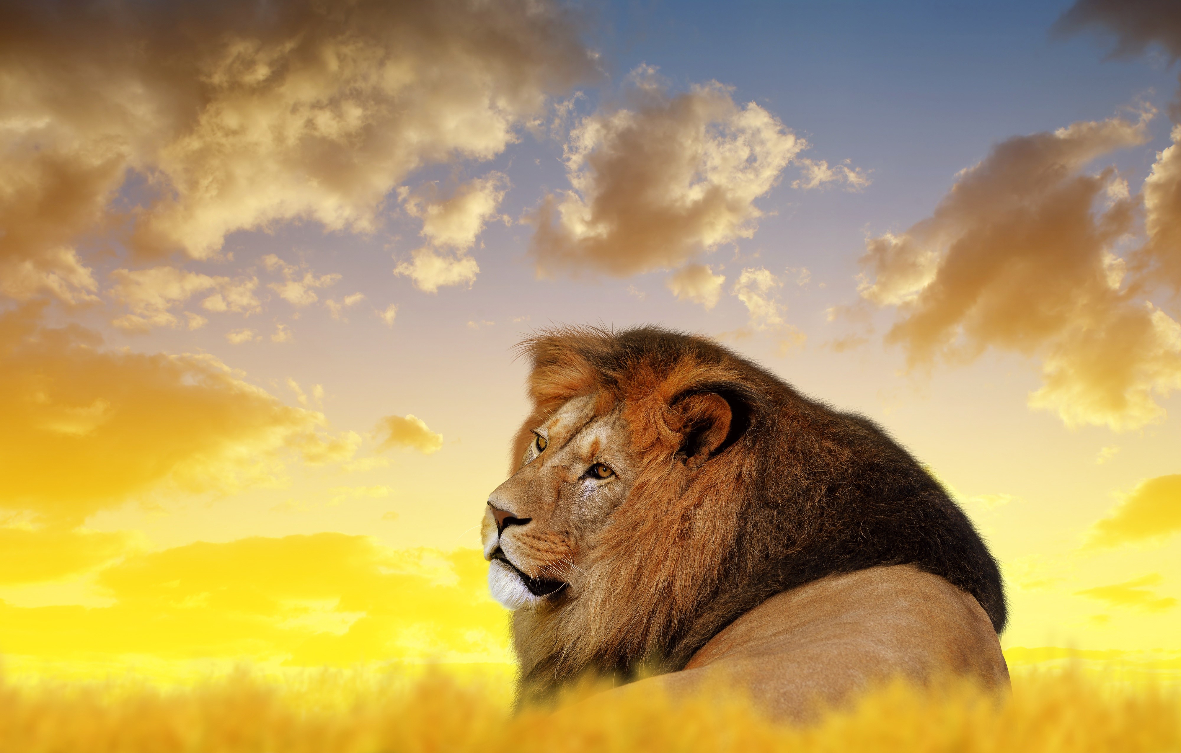 Lion in a golden field at sunset HD Wallpaper