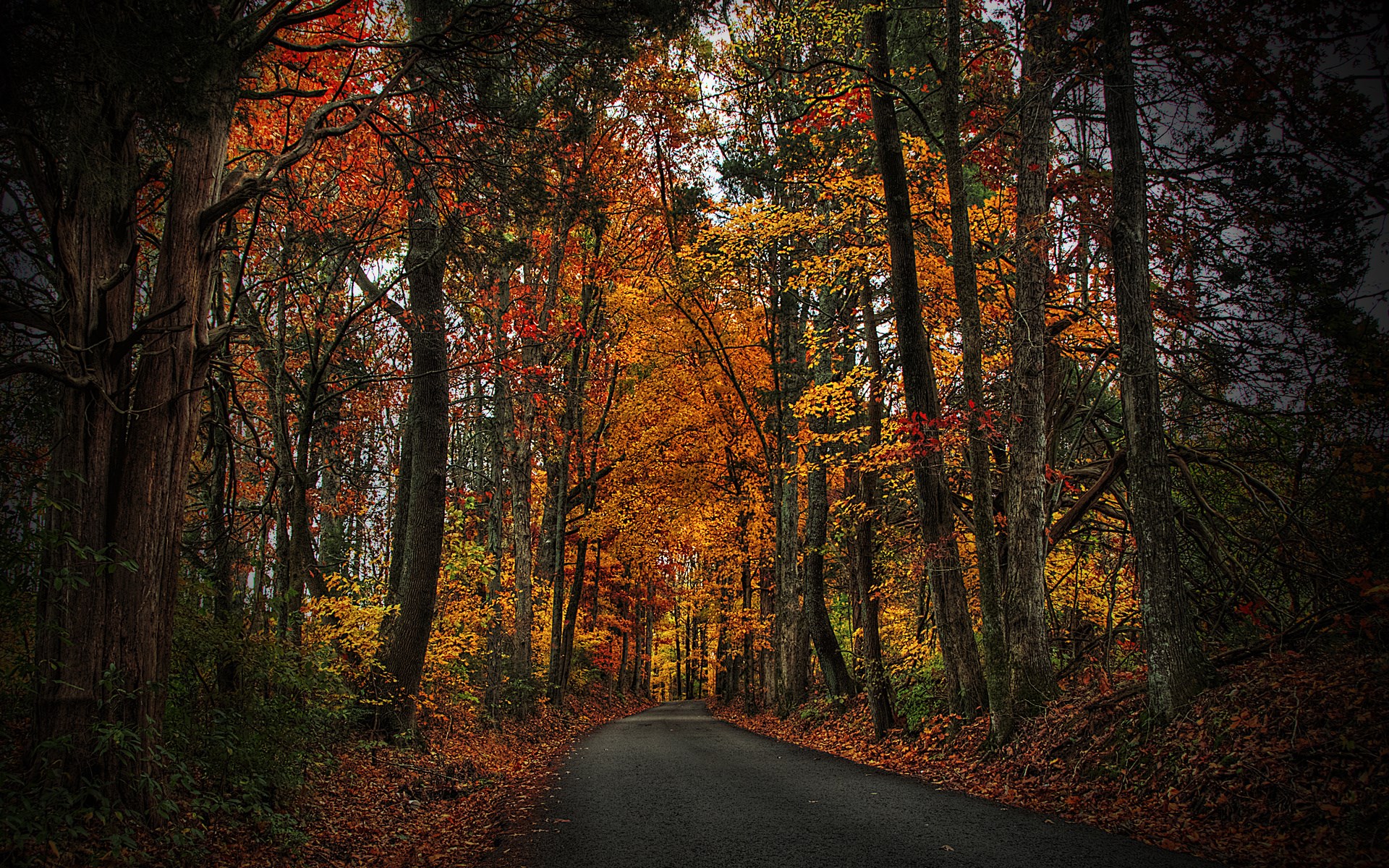 Road through an autumn forest with colorful trees HD Wallpaper
