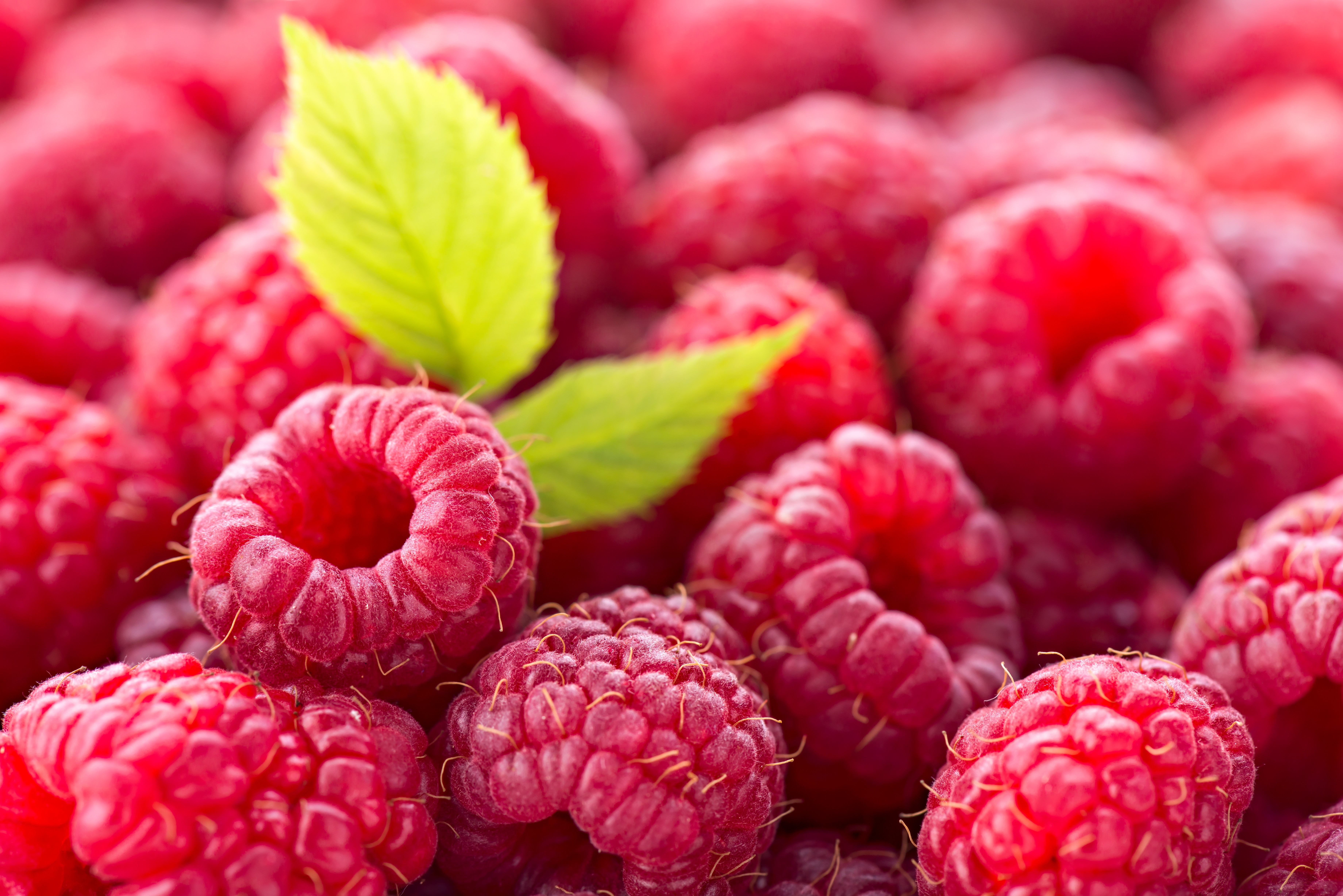 Raspberry closeup with green leaves HD Wallpaper