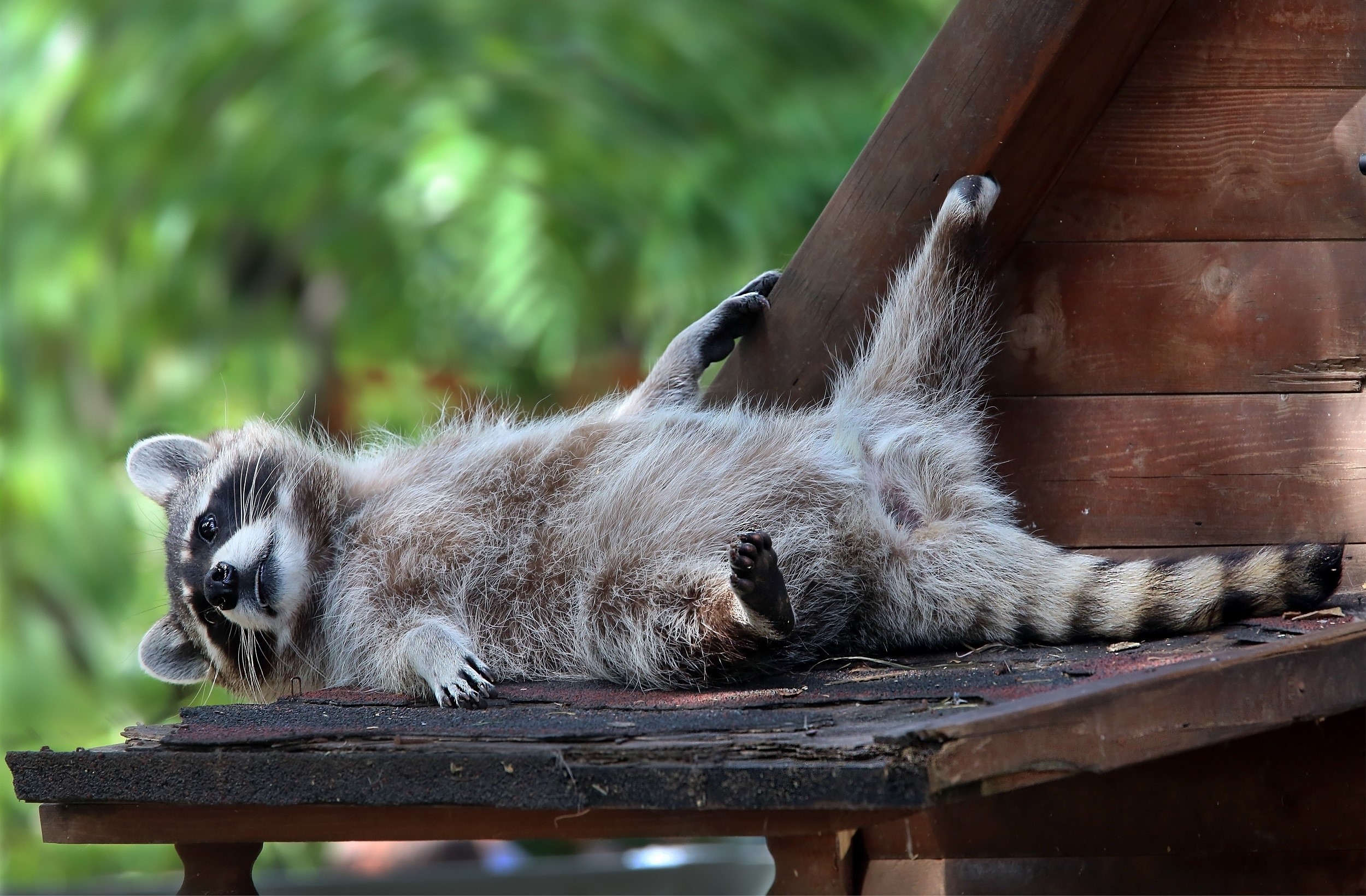 Raccoon lounging on a wooden structure HD Wallpaper