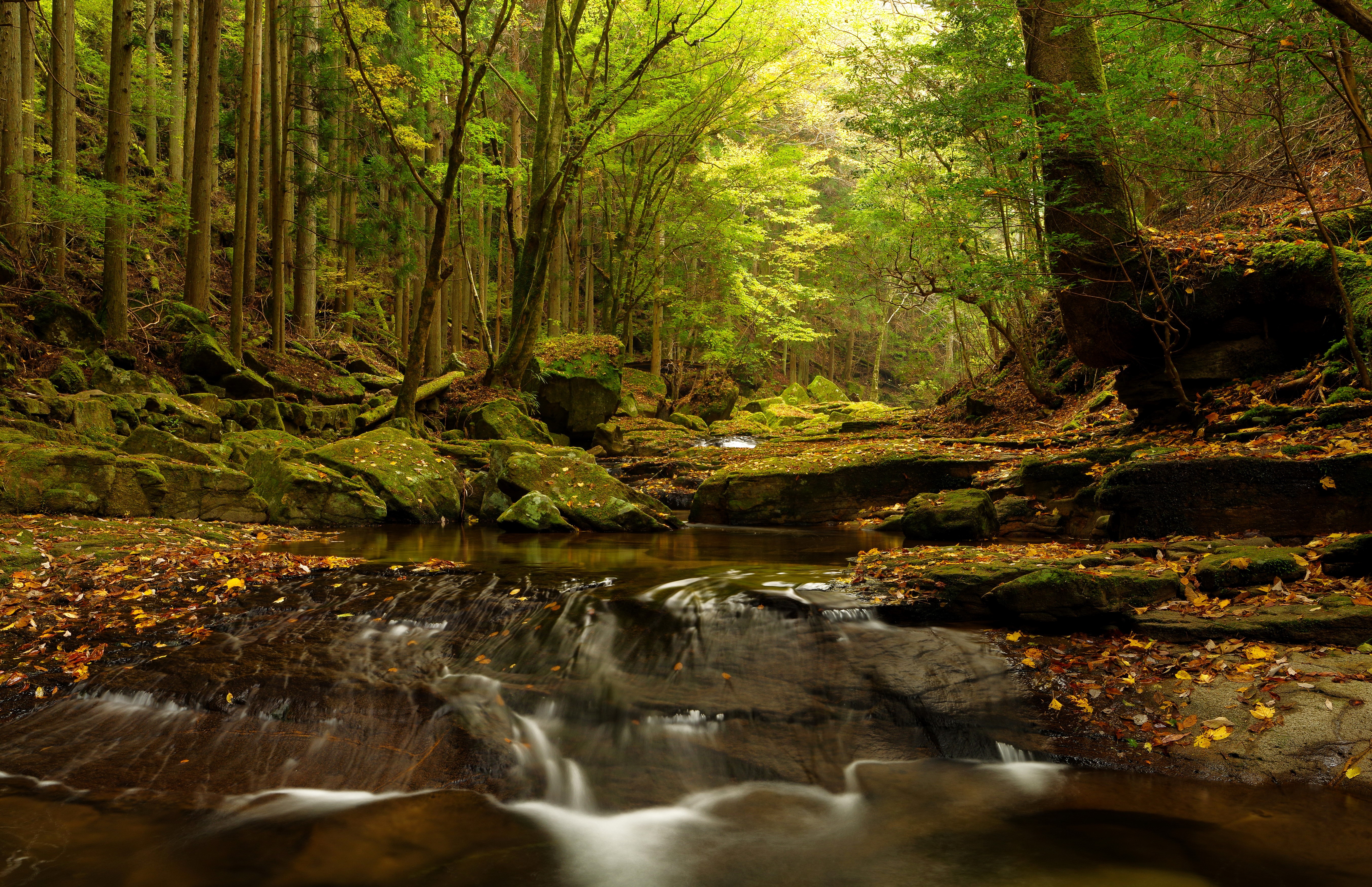 Autumn forest with a stream and mossy rocks HD Wallpaper