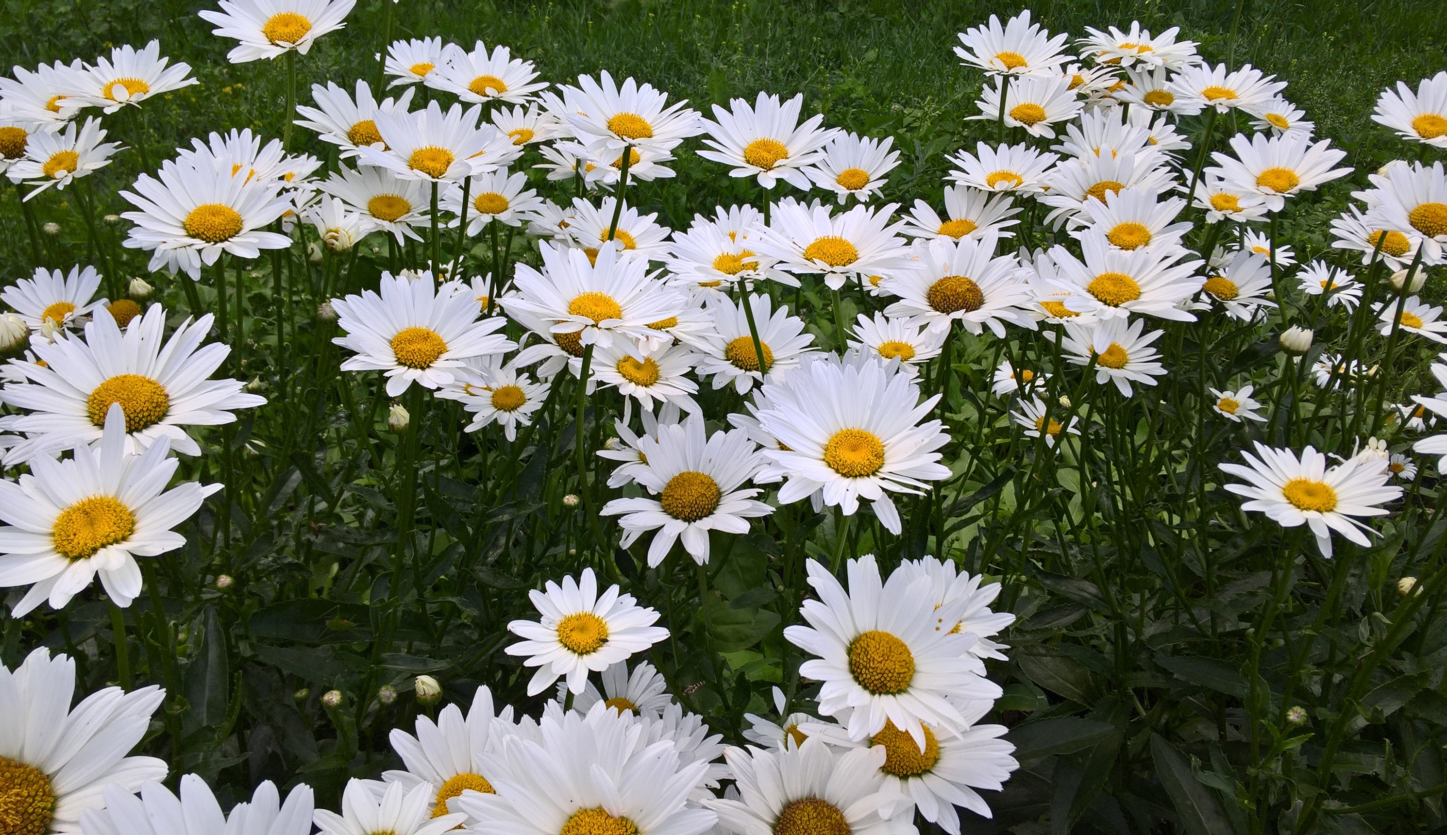 Field of white daisies with yellow centers HD Wallpaper