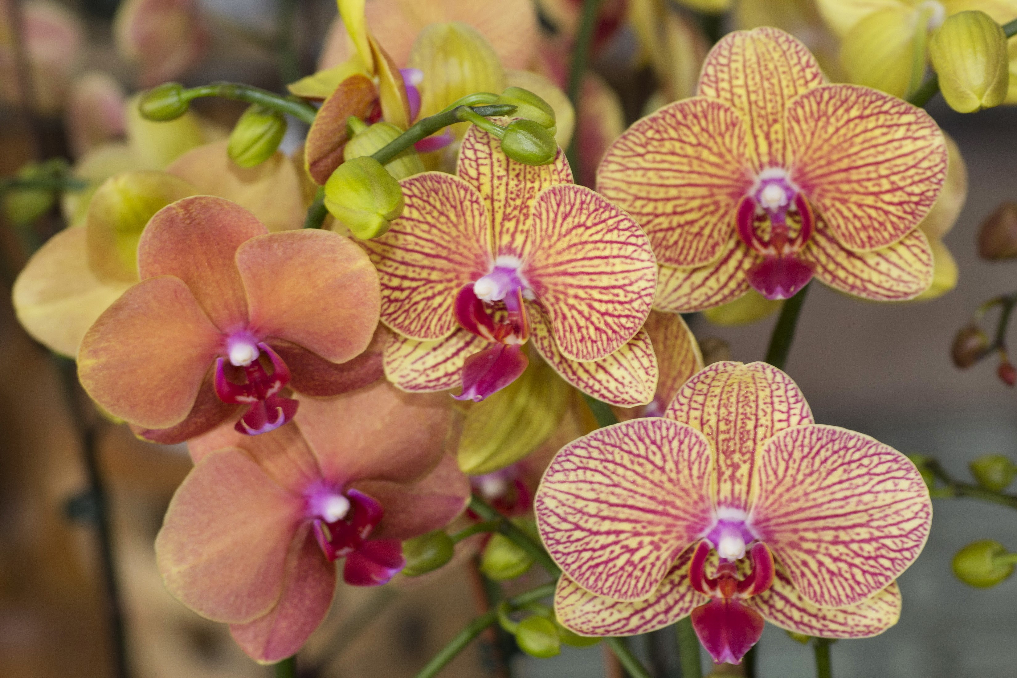 Close-up of Phalaenopsis orchids with yellow and pink stripes HD Wallpaper