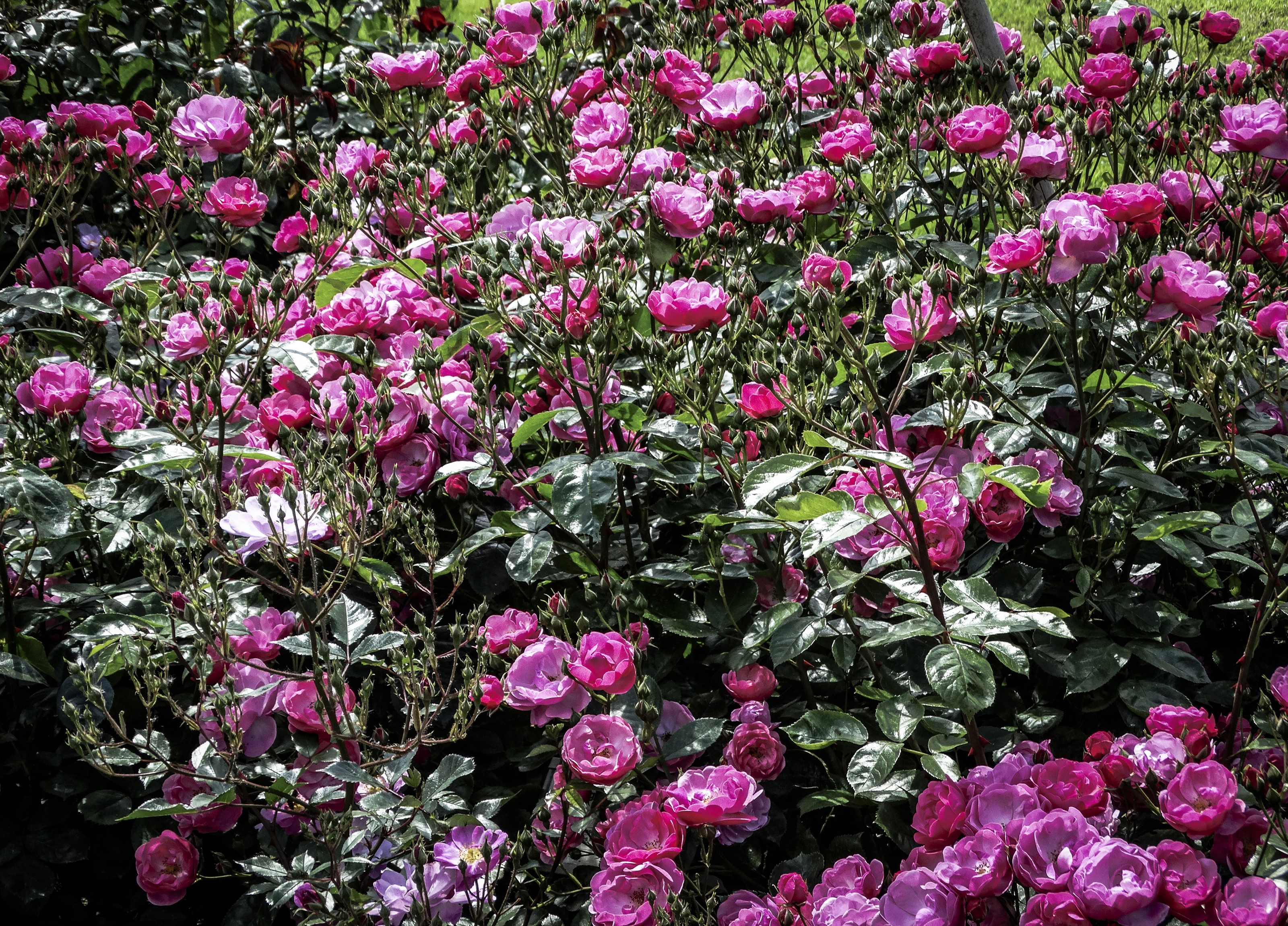 A dense bush of pink roses in full bloom HD Wallpaper