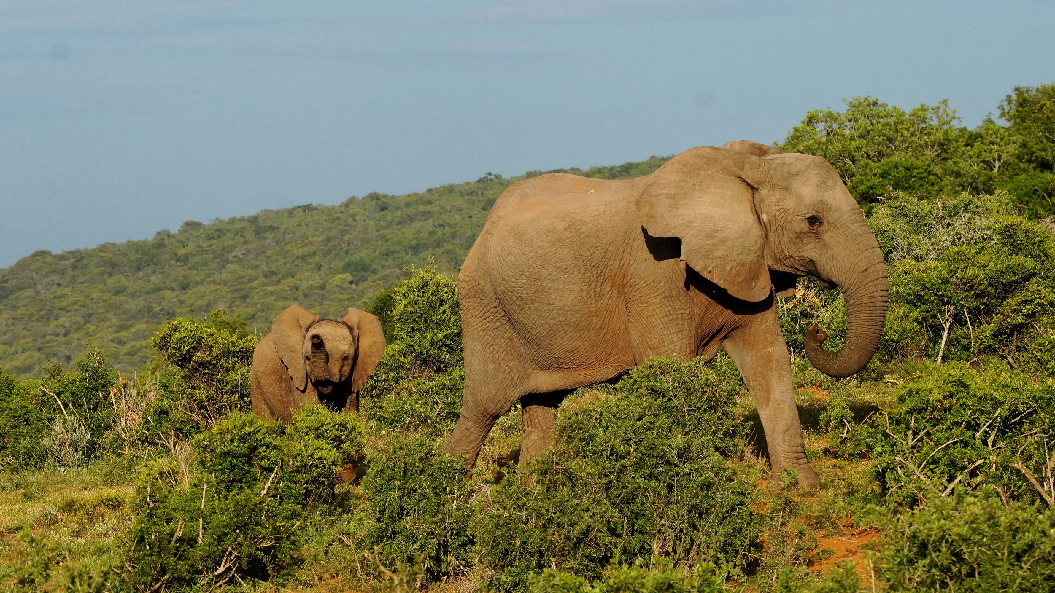 Two elephants walking through bushes in Addo Elephant National Park, South Africa HD Wallpaper