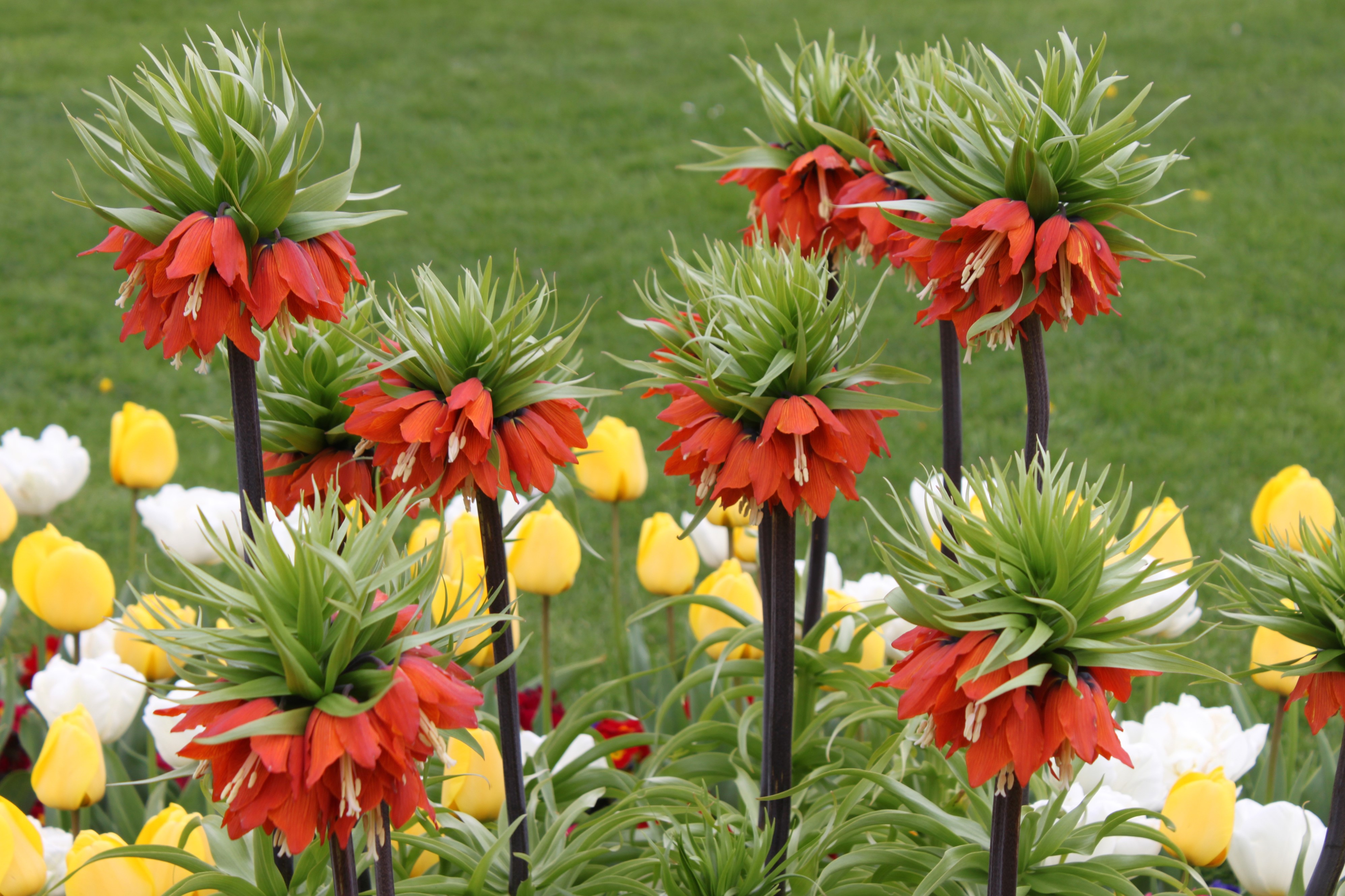 Imperial Fritillaria and Tulips in a Garden HD Wallpaper