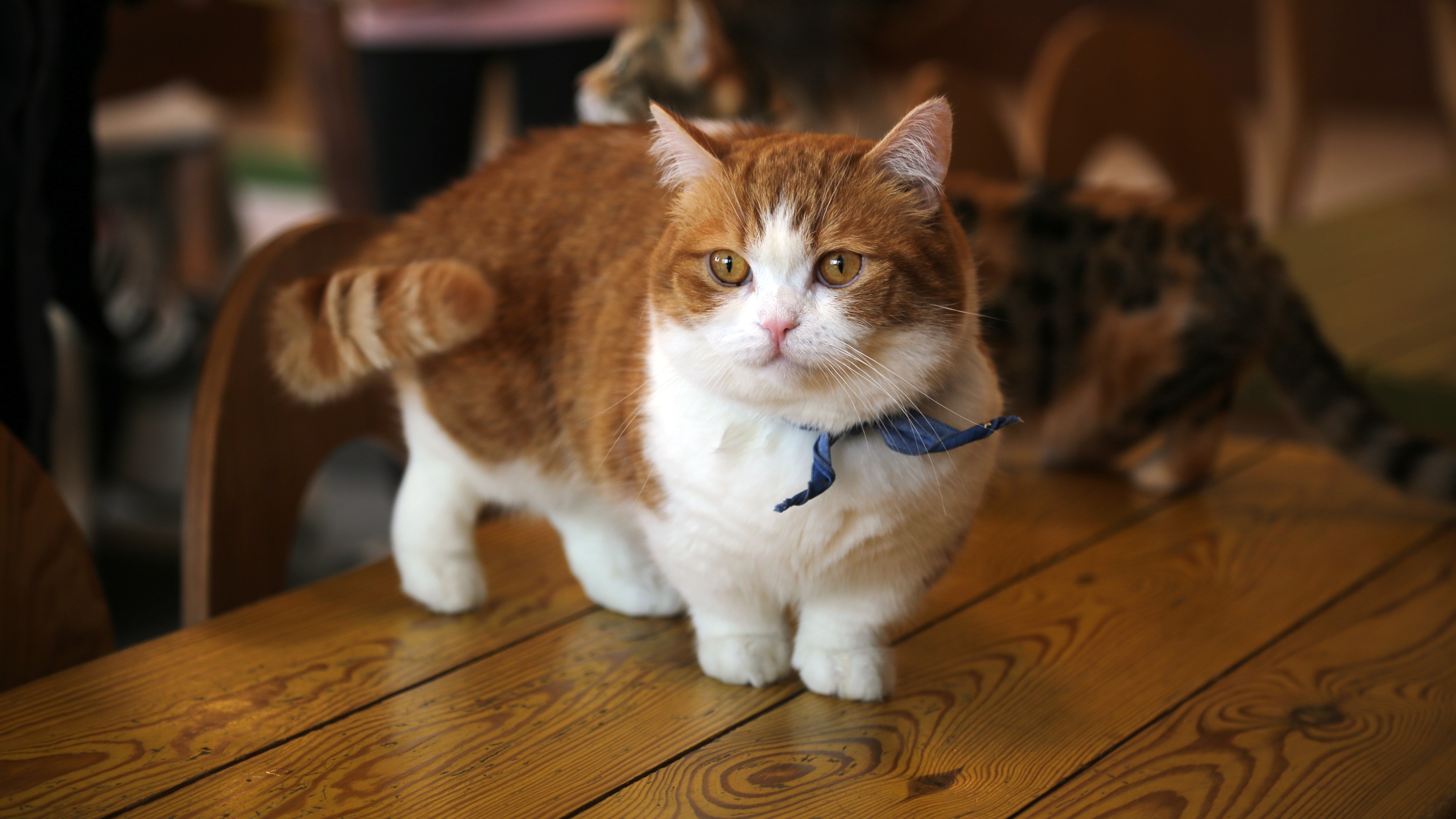 Orange and white cat with blue bow on wooden table HD Wallpaper