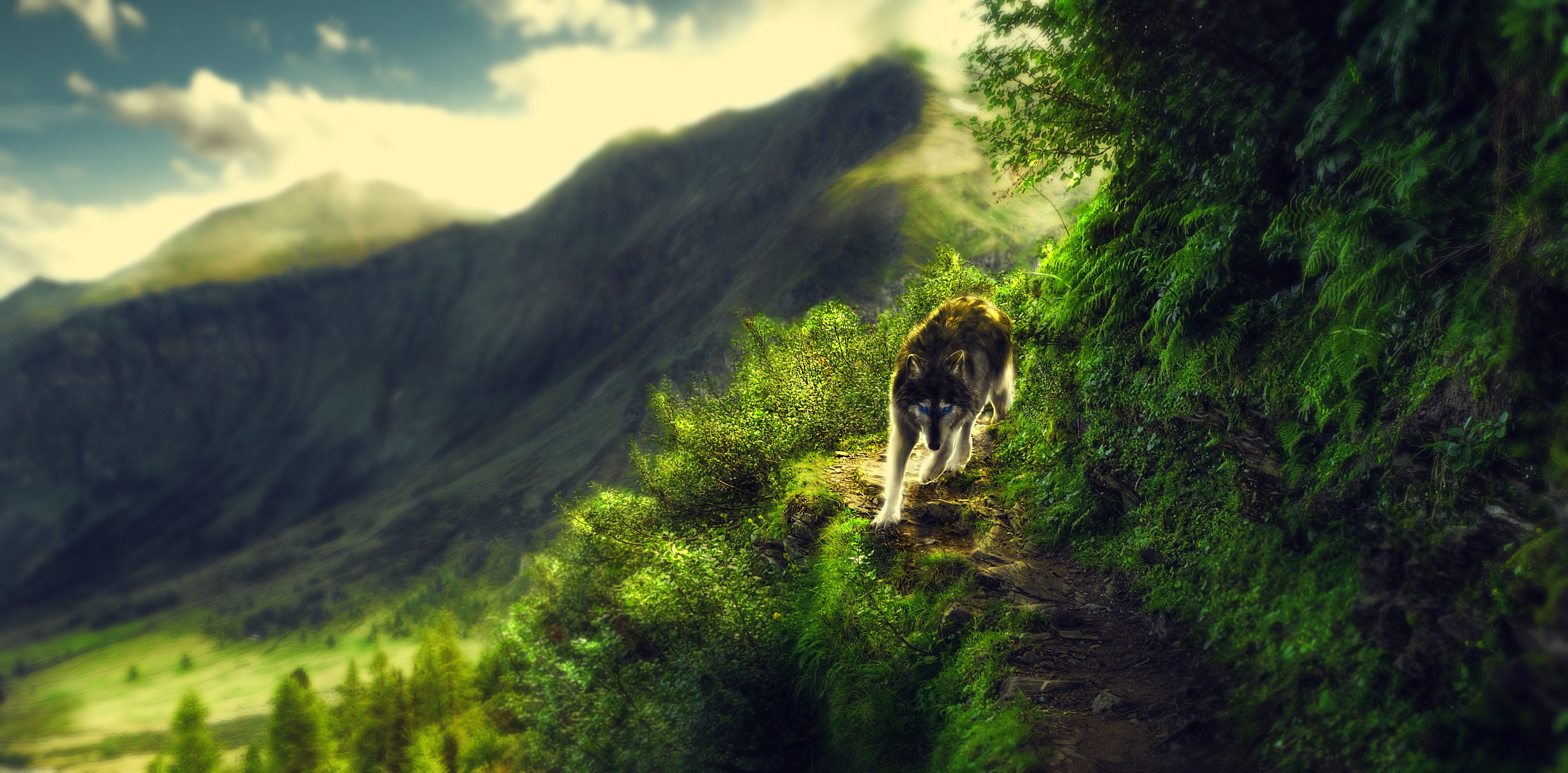 Wolf walking on a mountain trail HD Wallpaper