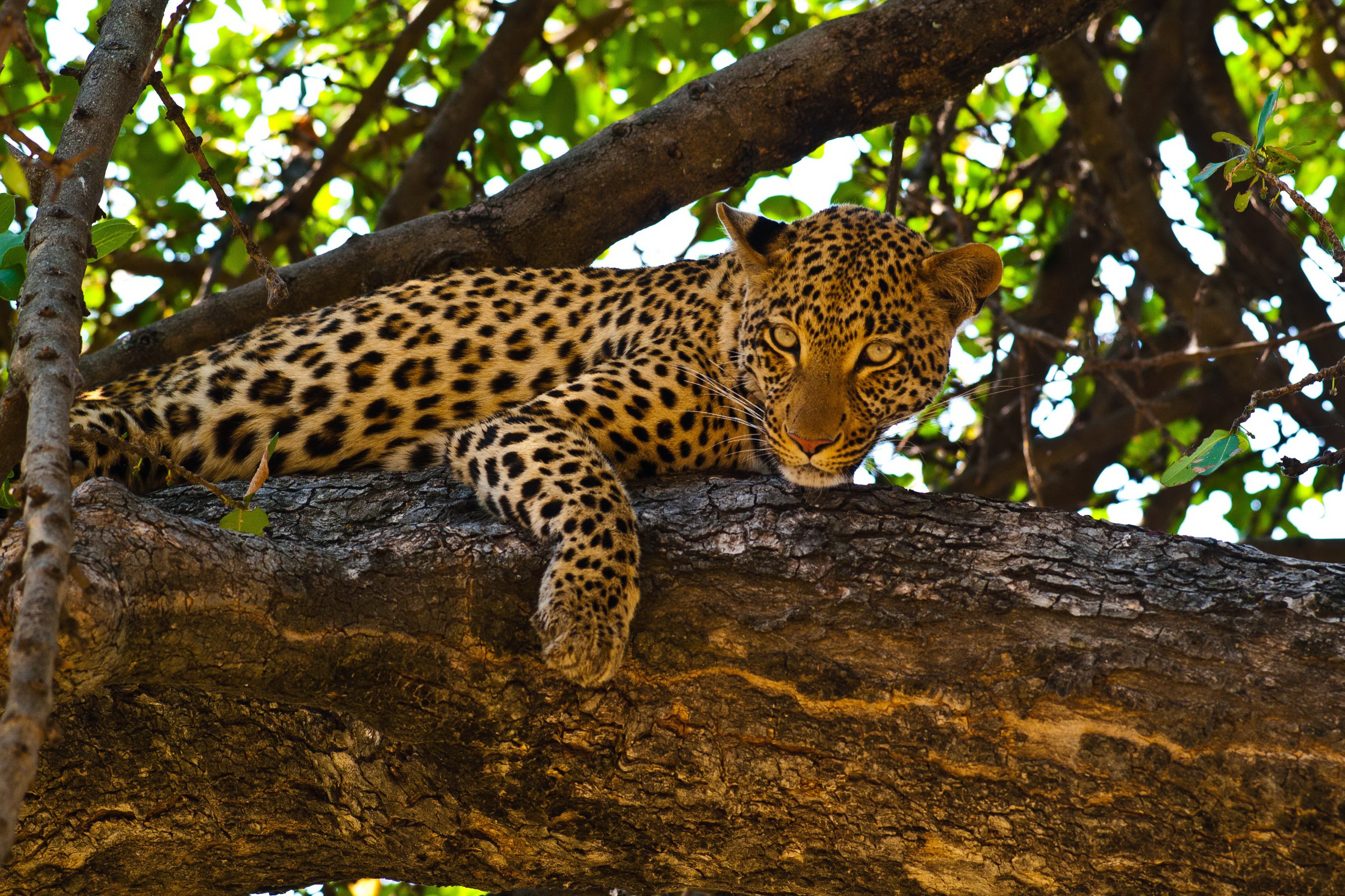 Leopard resting on a tree trunk HD Wallpaper