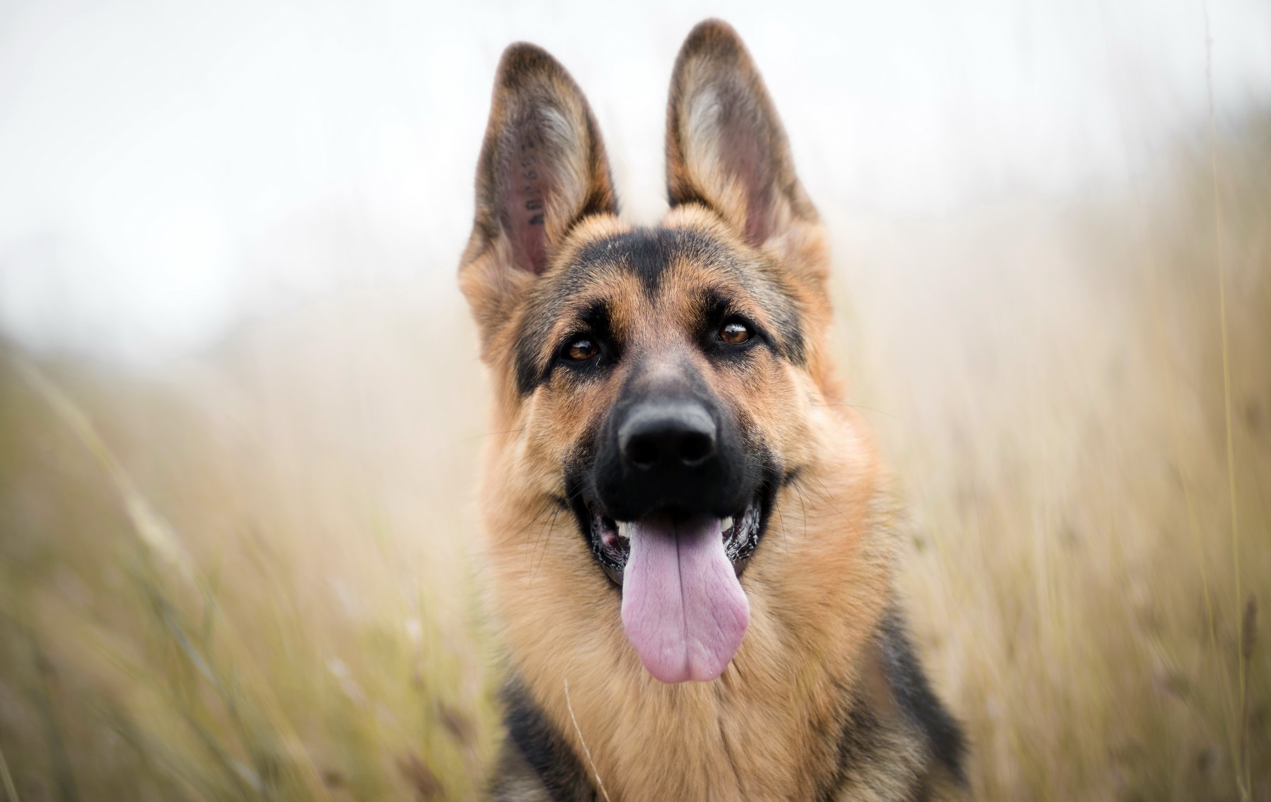 German Shepherd dog with tongue out in field HD Wallpaper