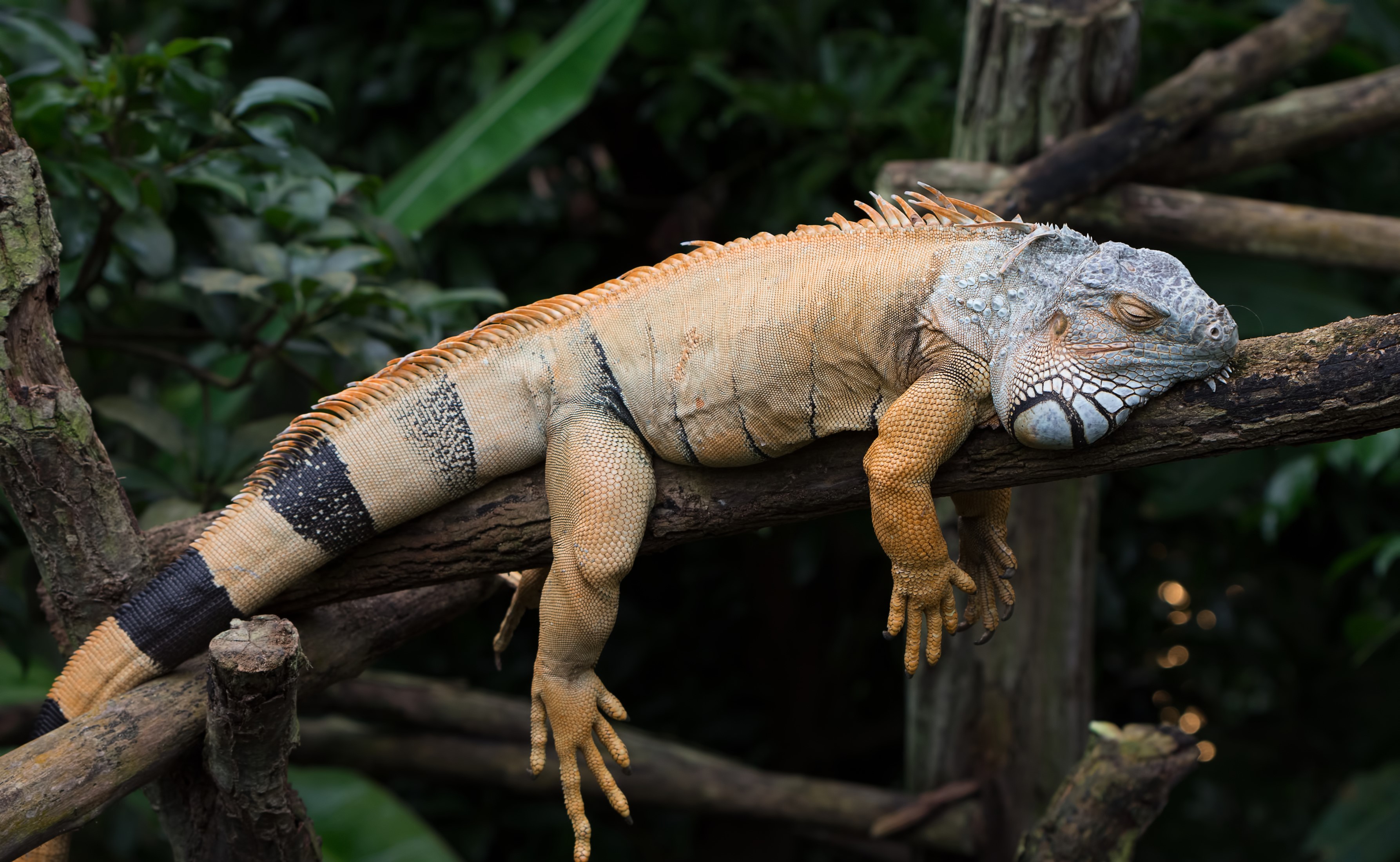 Orange iguana sleeping on a tree branch HD Wallpaper