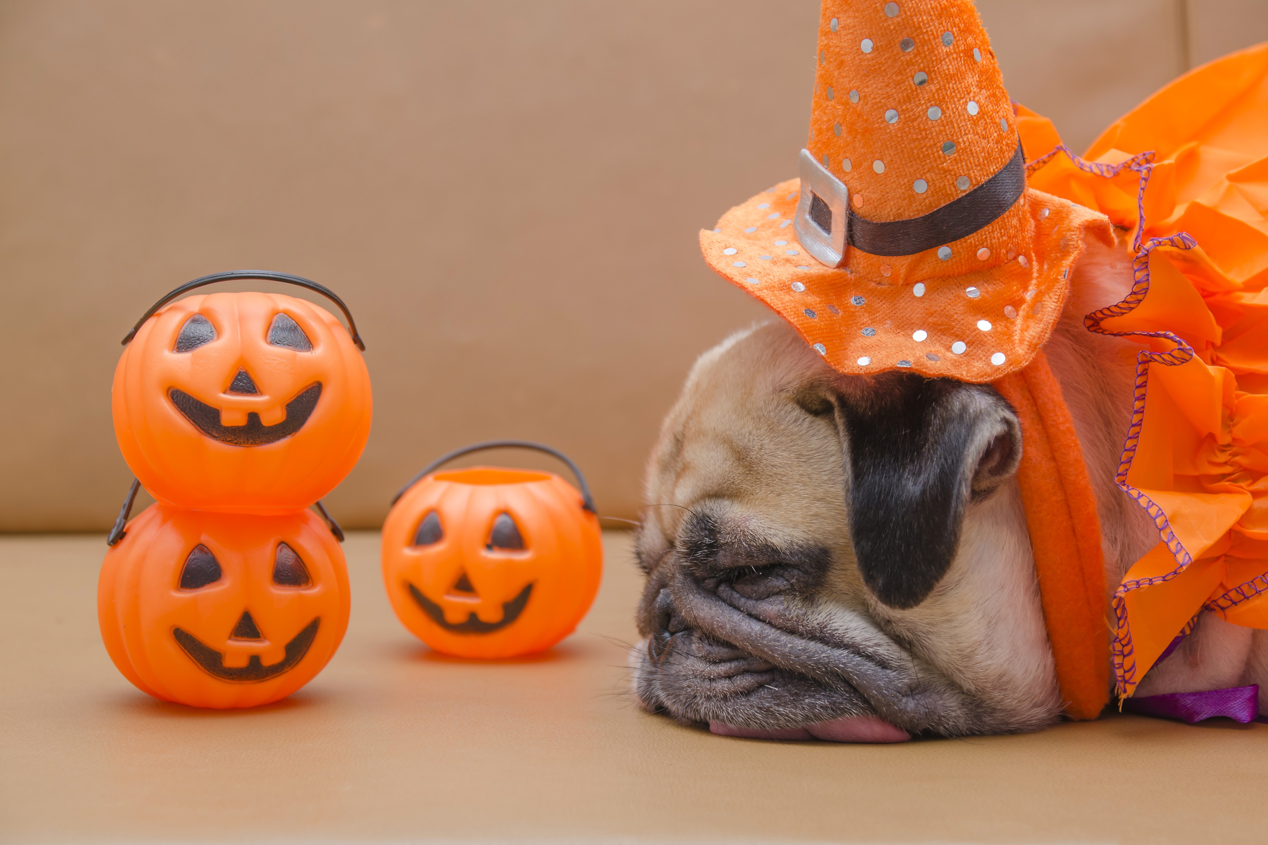 Pug in Halloween Costume with Pumpkin Buckets HD Wallpaper